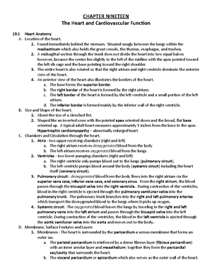 Chapter 21 Outline Blood Vessels 2nd part of Cardiovascular System ...