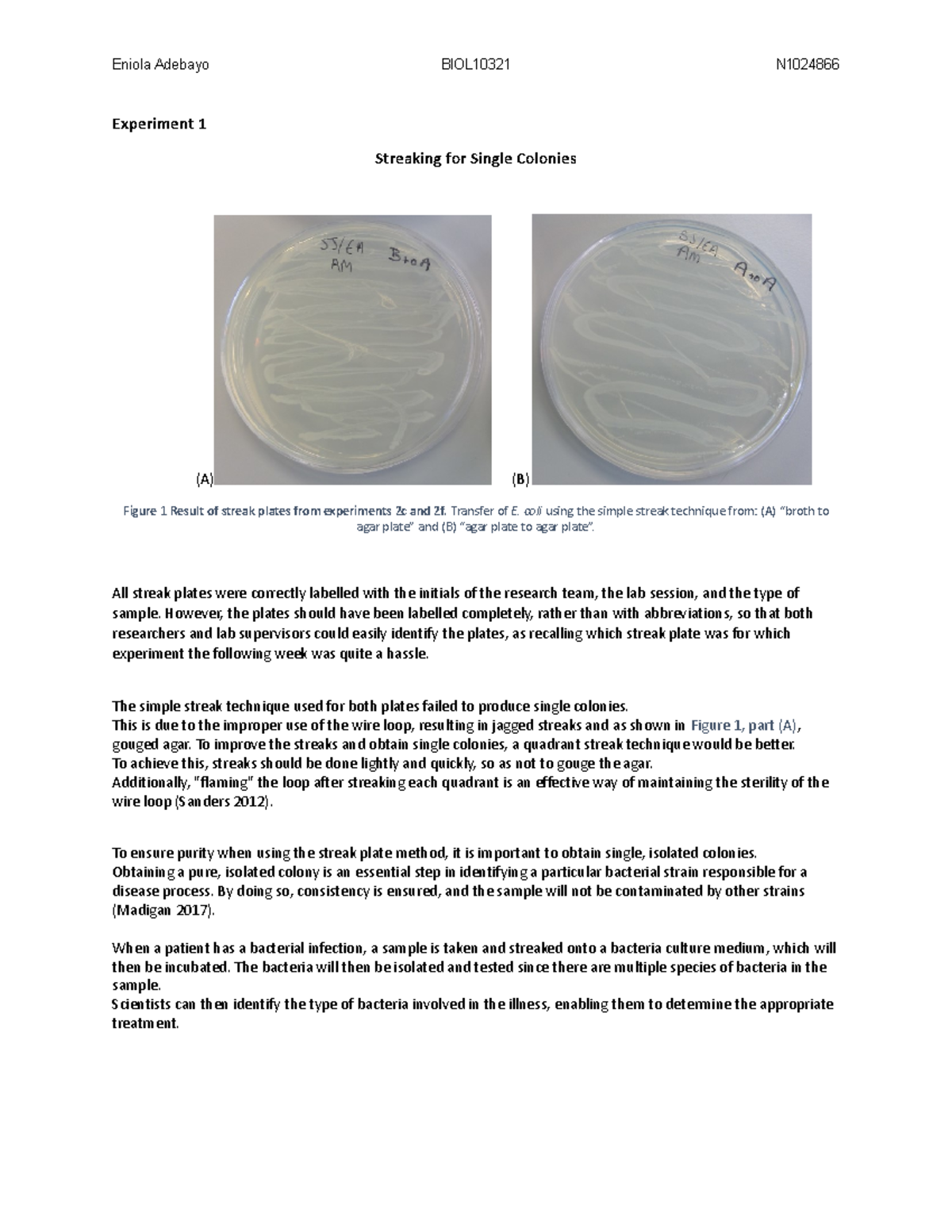 LAB Report Experiment 1 Streaking for Single Colonies (A) (B) Figure