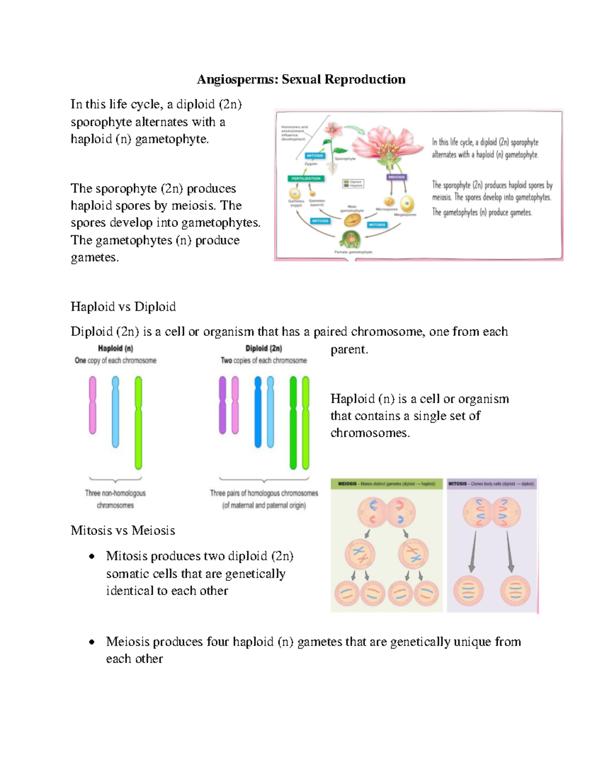 Angiosperms Sexual Reproduction The sporophyte (2n) produces haploid