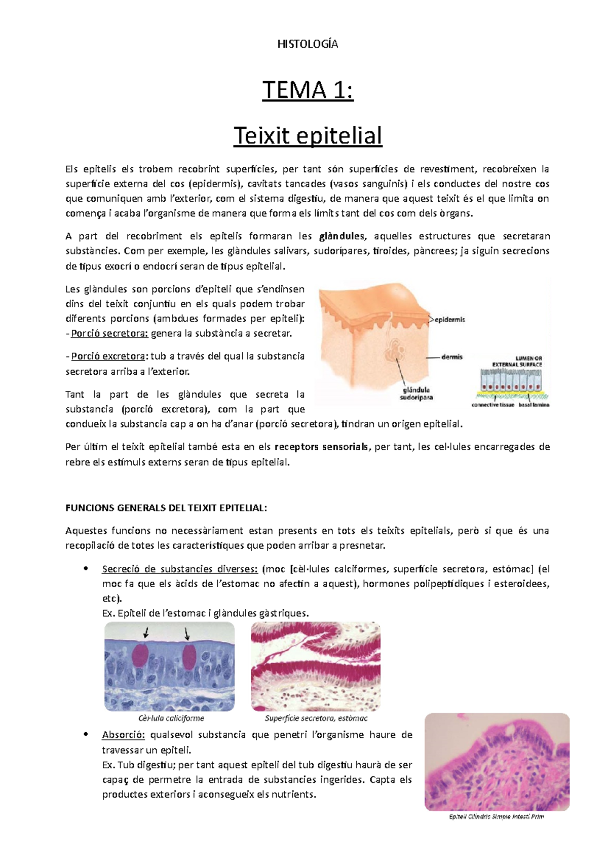 TEMA 1. Teixit Epitelial - HISTOLOGÍA TEMA 1: Teixit Epitelial Els ...