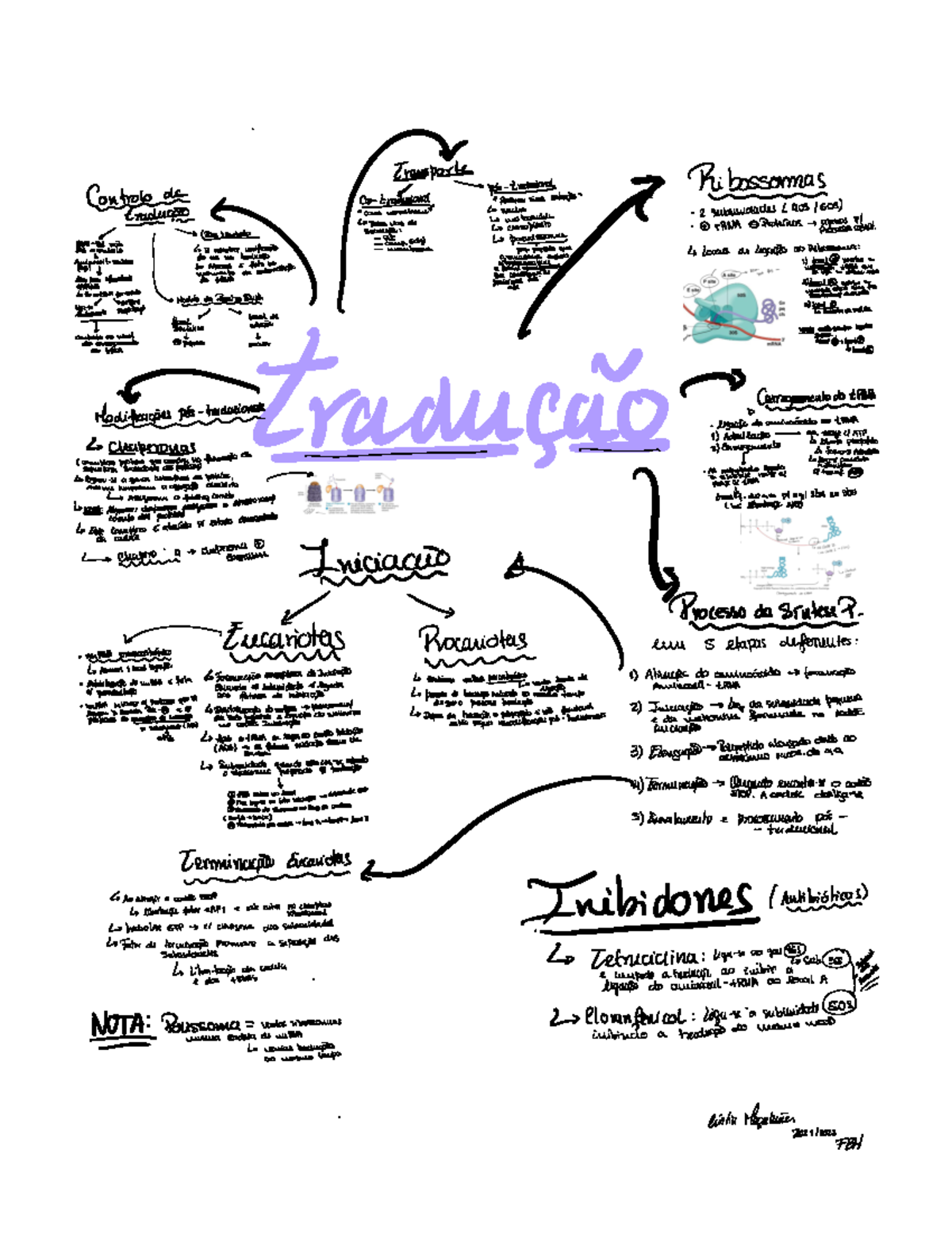 SOLUTION: Tradução e síntese proteica - Studypool