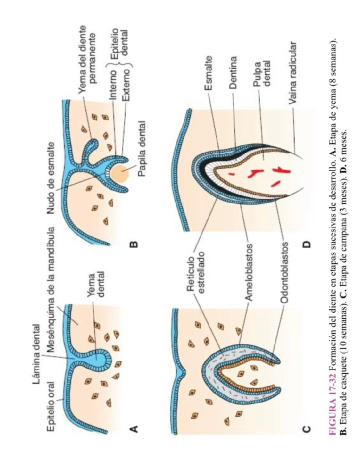 Odontogenesis imagenes - Histología Y Embriología - Studocu
