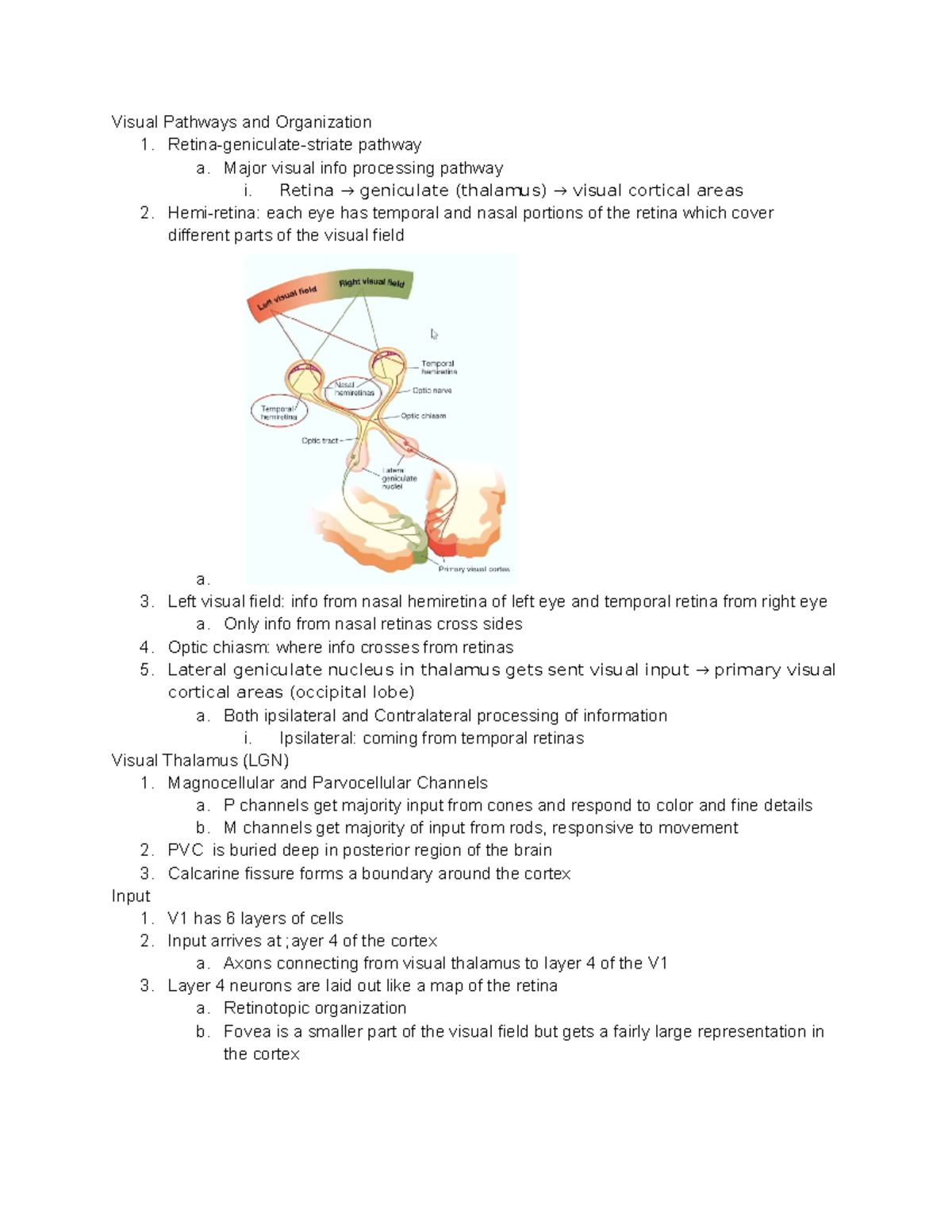 L2 - Lecture notes 9 - Visual Pathways and Organization 1. Retina ...