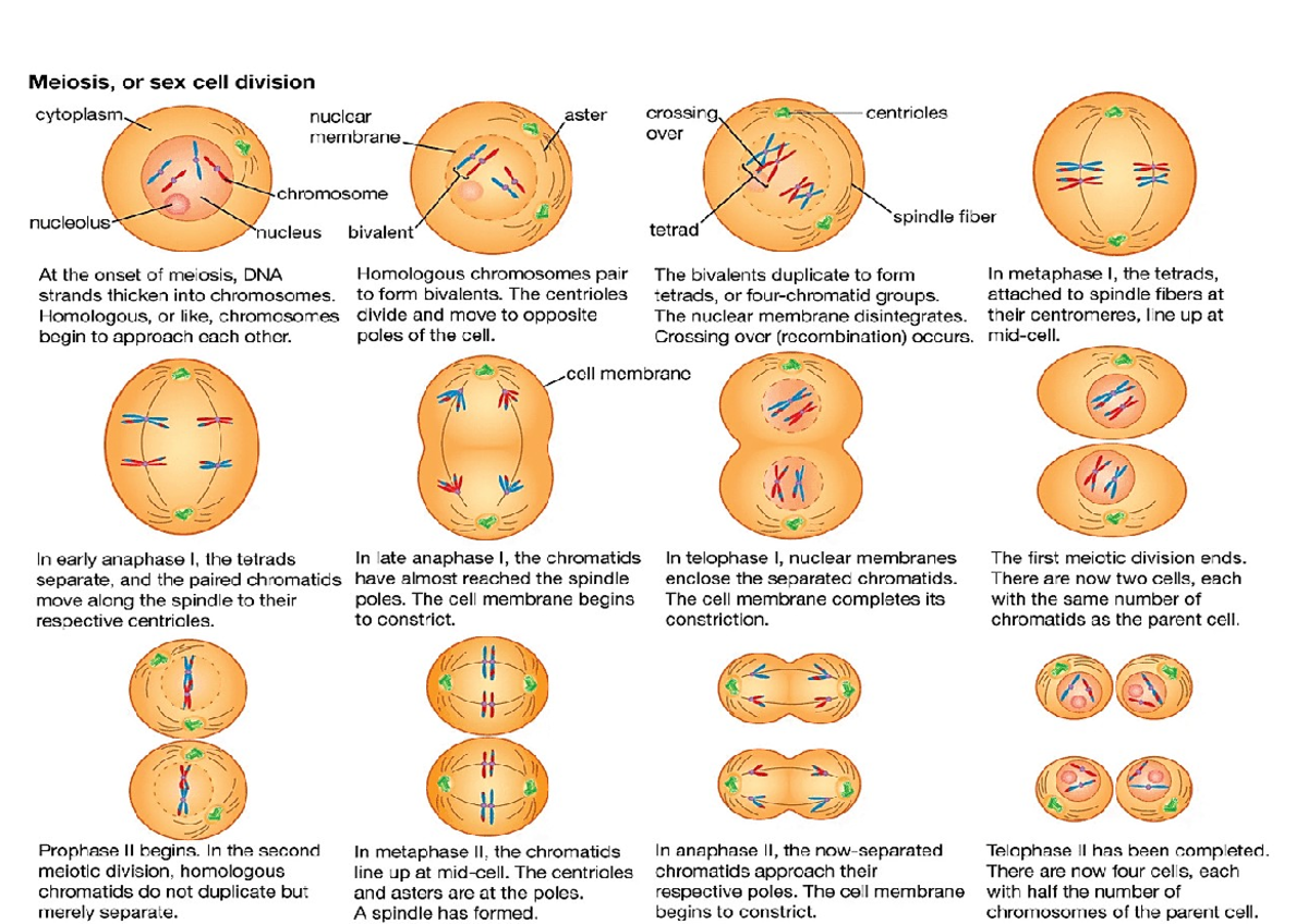 Genbio printme - notes - Stem pre-engineering and pre-architecture ...