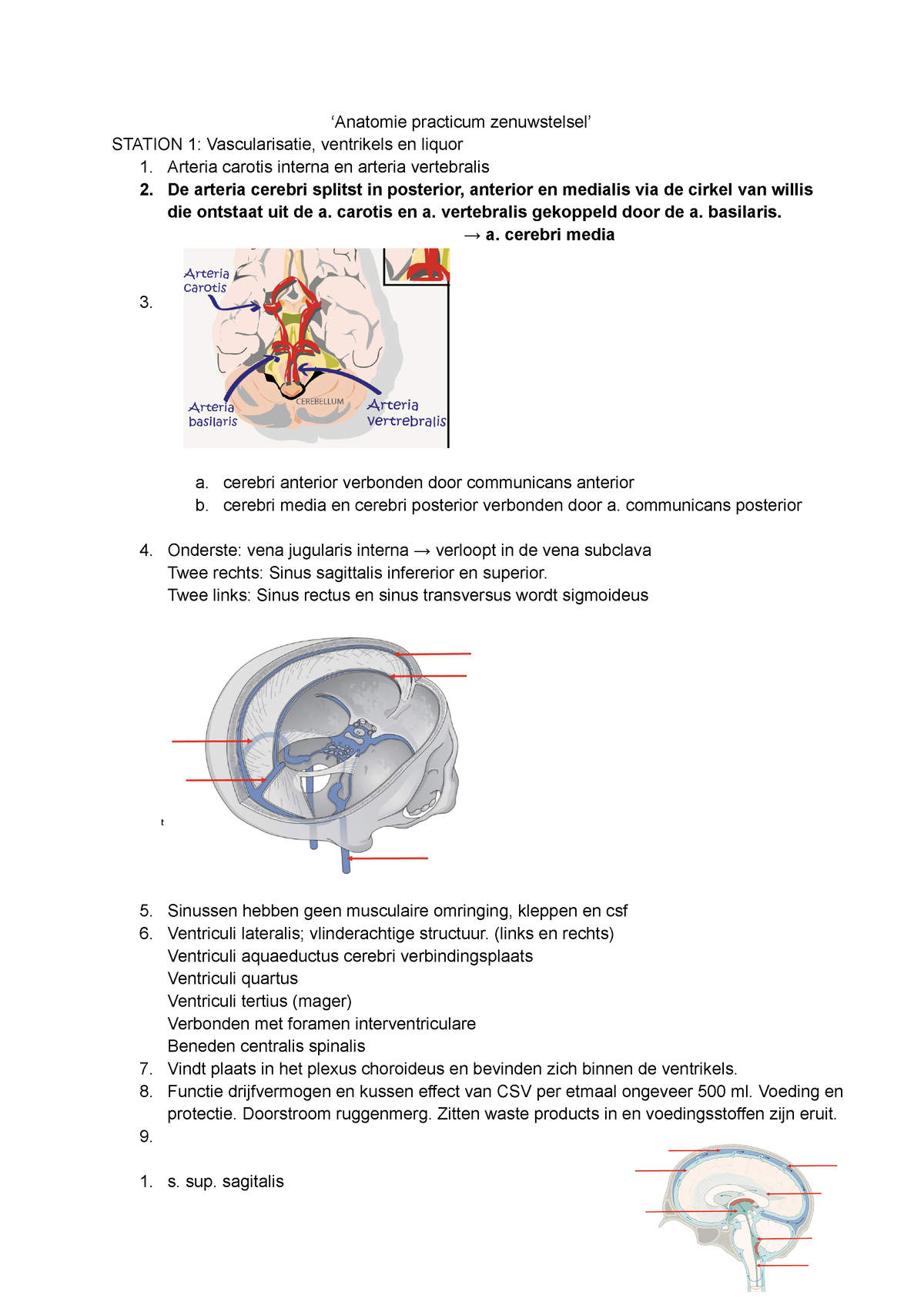 Anatomie Practiucm Zenuwstelsel - ‘Anatomie Practicum Zenuwstelsel ...