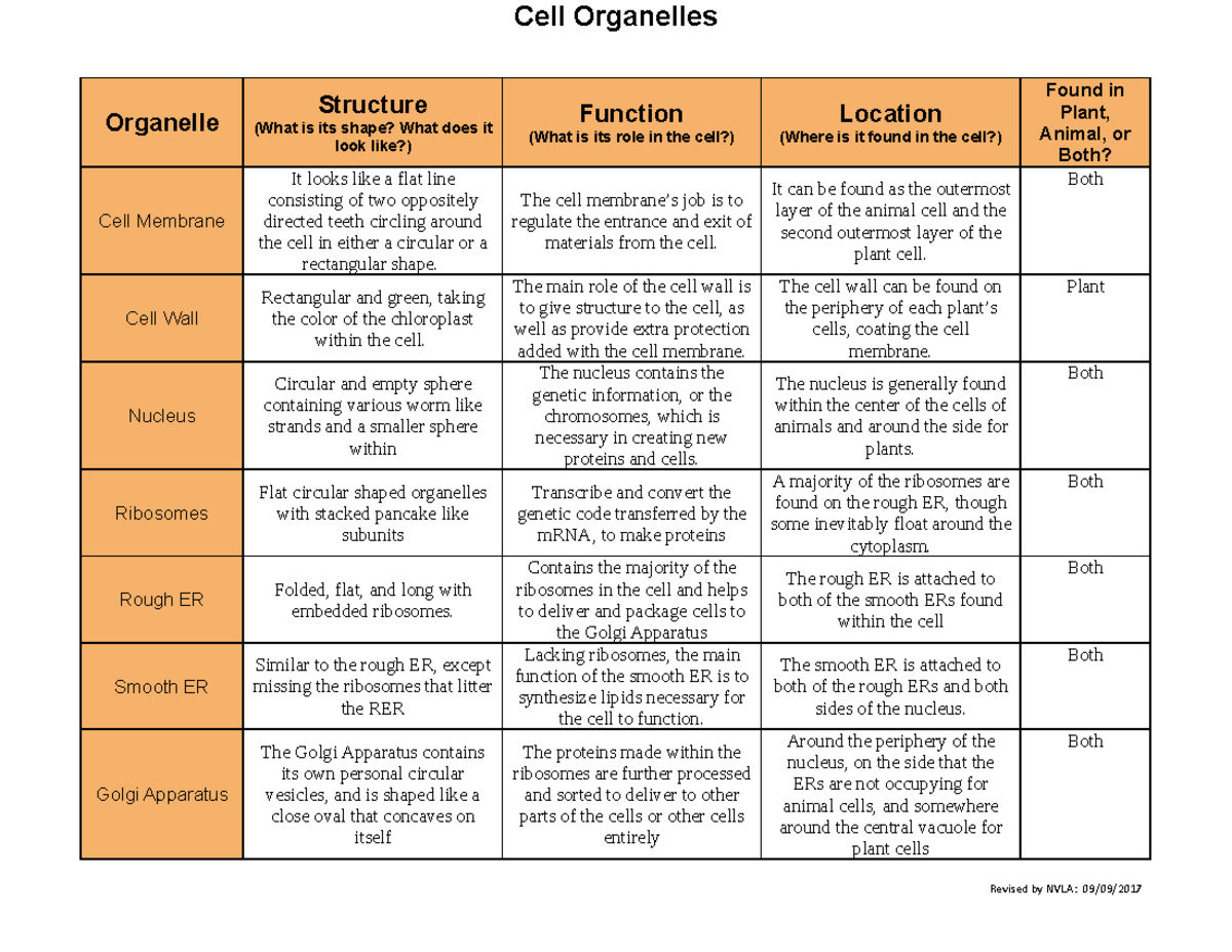 Organelle Structure And Function Worksheet 4631