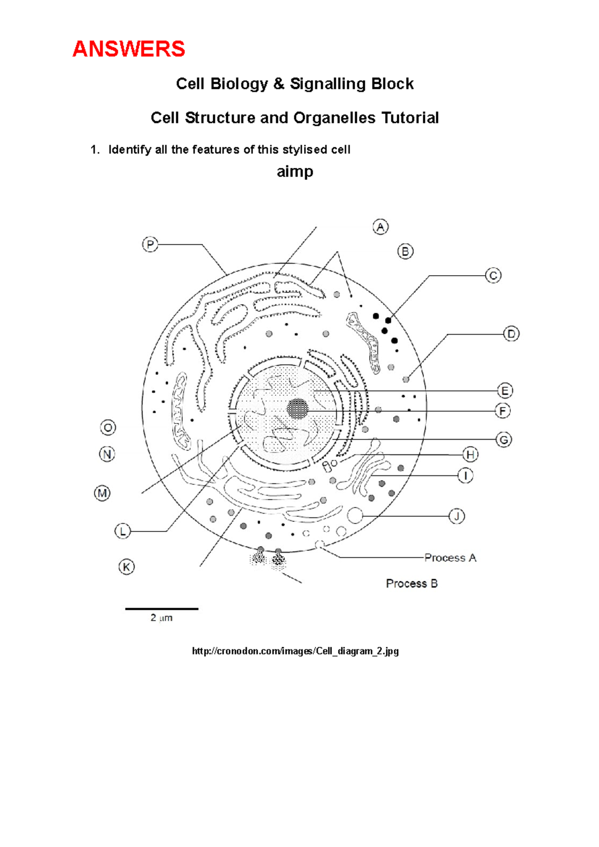 CBS Cell Structure and Organelle Tutorial Answers 19 20 - Cell Biology ...