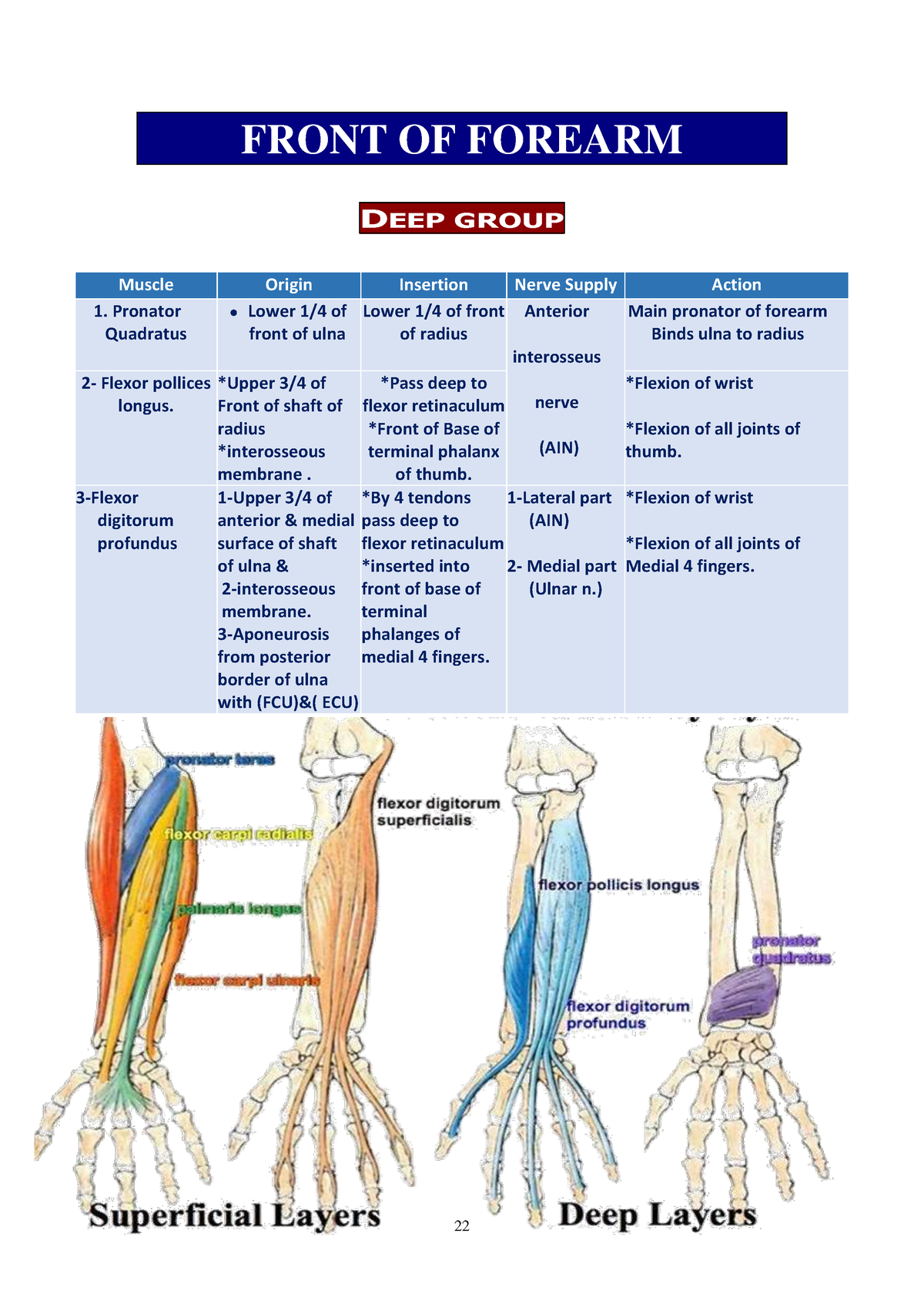 Front Of Forearm Front Of Forearm Deep Group Muscle Origin Insertion Nerve Supply Action