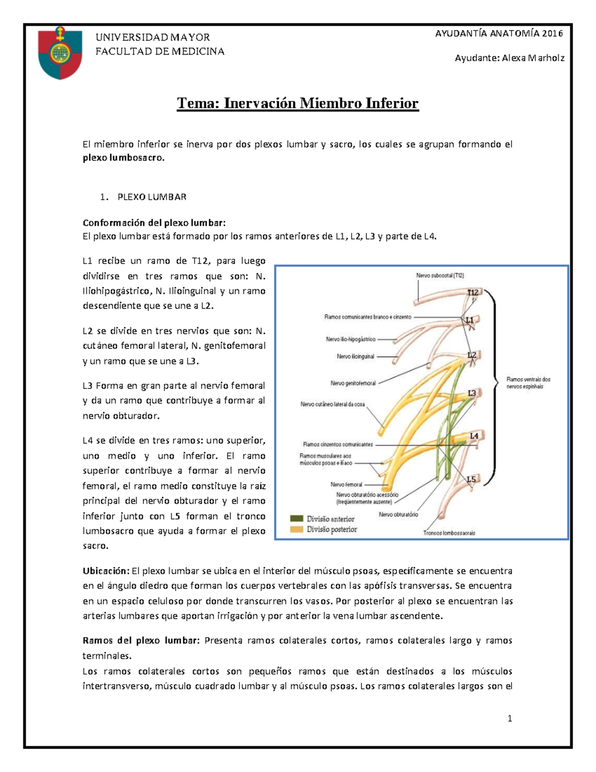 Inervación Miembro Inferior - UNIVERSIDAD DE Alexa Miembro miembro ...