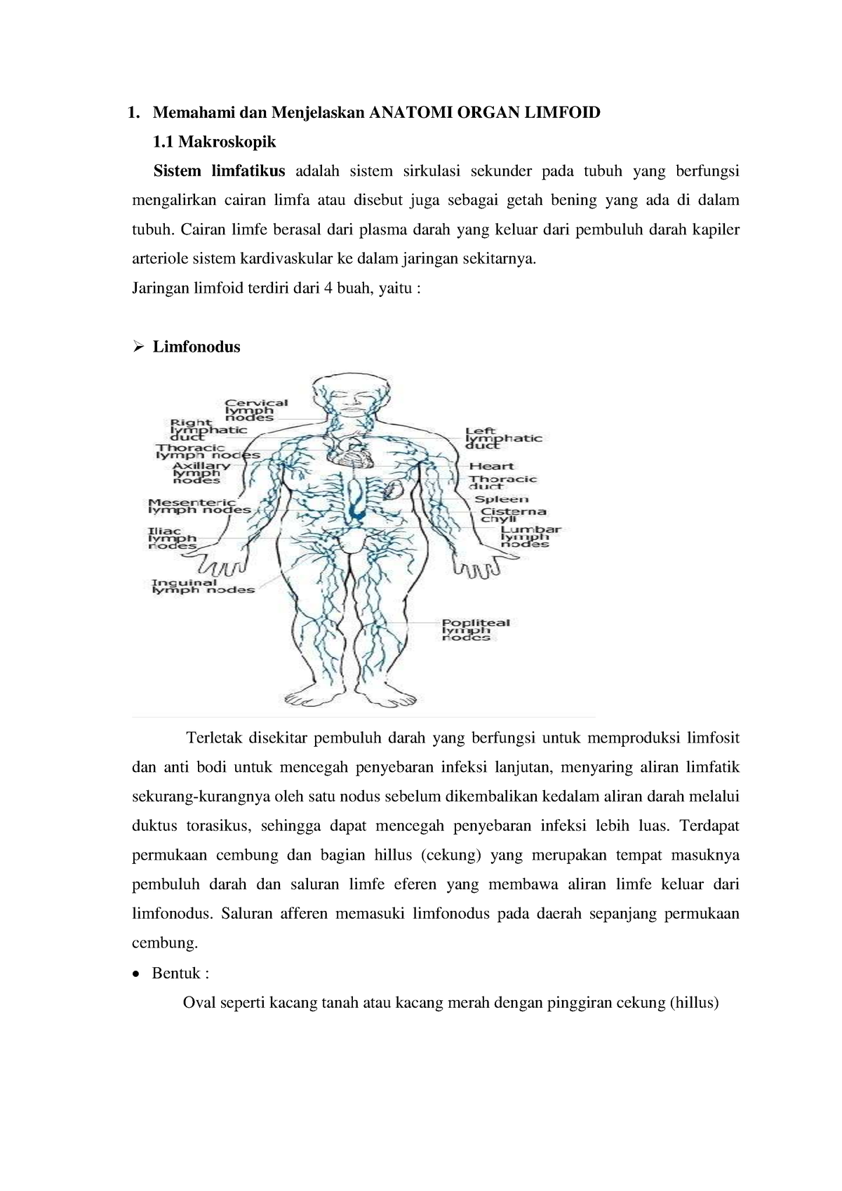 Memahami Dan Menjelaskan Anatomi Organ Limfoid Memahami Dan