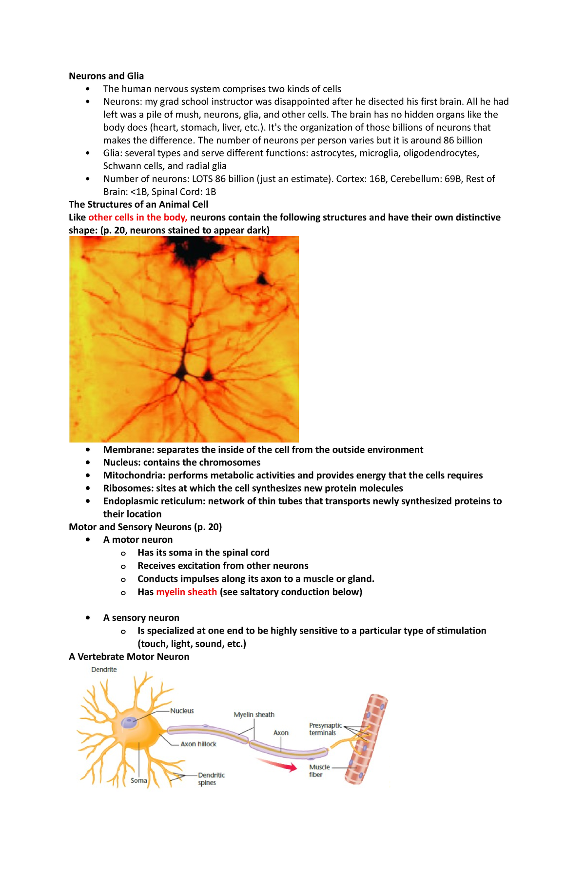 Neurons And Glia - Neurons And Glia The Human Nervous System Comprises ...