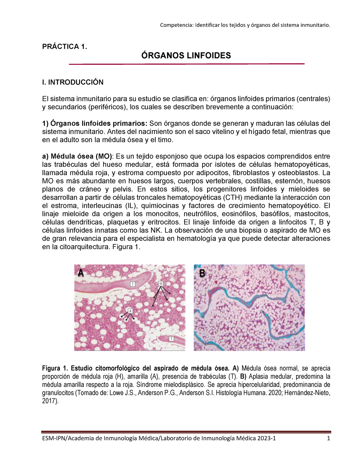 La Biblia y la ciencia. Fig. 14.-tejido celular de la médula. Fig