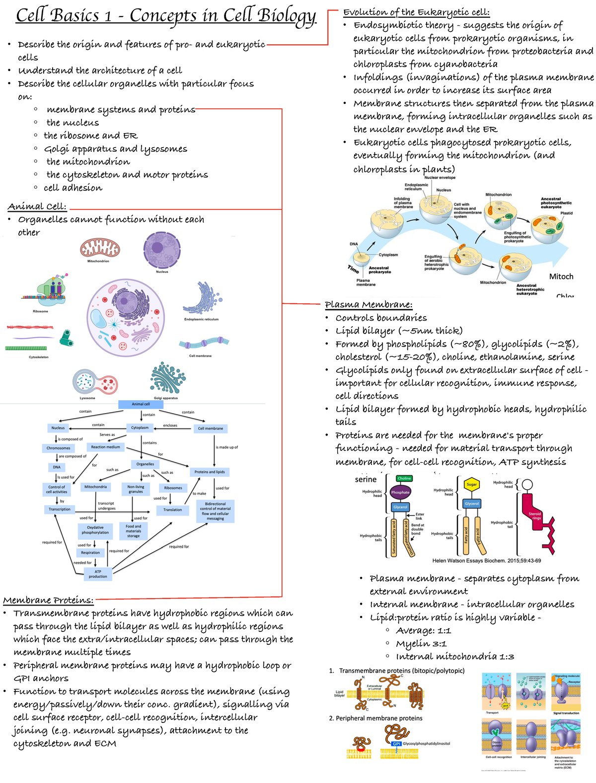 Cell Basics 1 - Concepts In Cell Biology - Cell Basics 1 - Concepts In ...