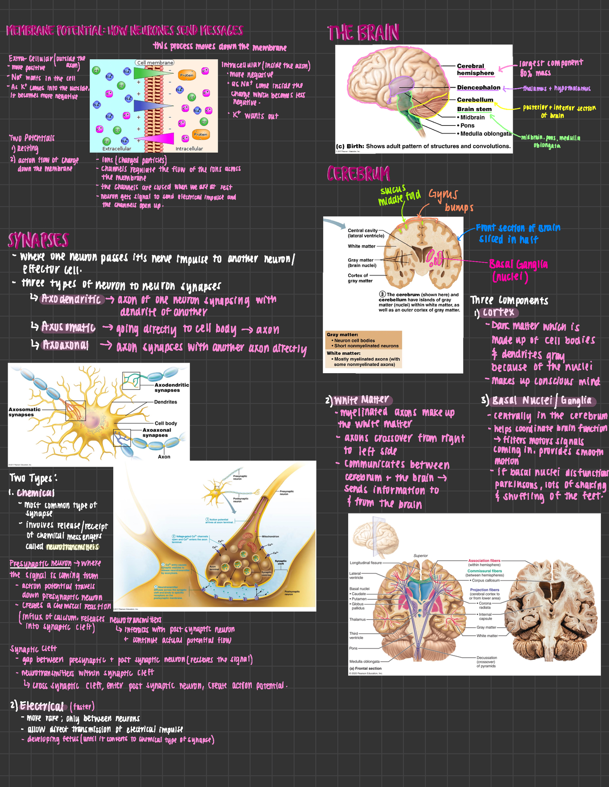 PDF - jnyh - MEMBRANE POTENTIAL : HOW NEURONE S SEND MESSAGES THE BRAIN ...