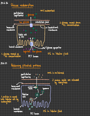 Chapter 24 - Urinary System - 24. Arteries Renalartery Segmental ...