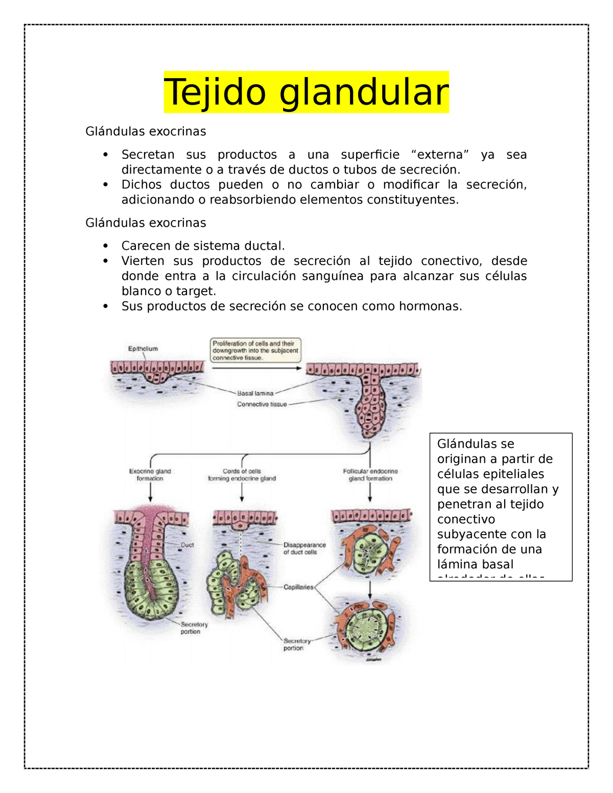 tejido glandular histologia tejido glandular glándulas exocrinas