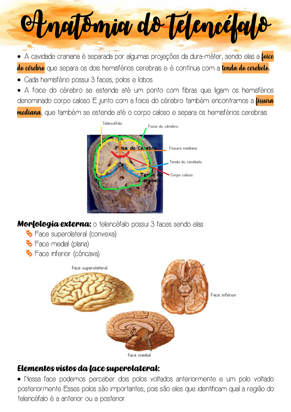 Anatomia Do Telencéfalo - Anatomia Do Telencéfalo A Cavidade Craniana é ...