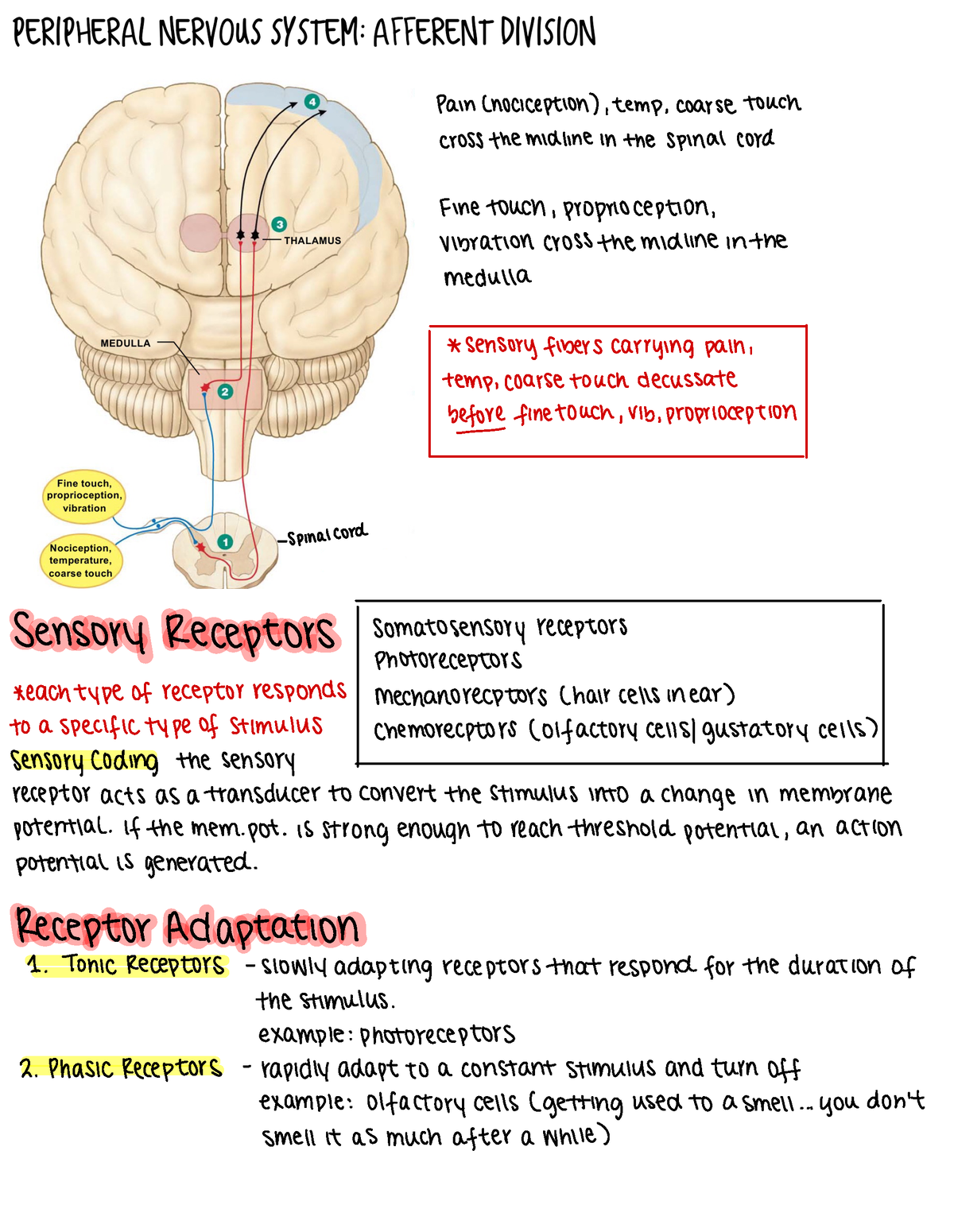 Afferent Sensory Division PNS Eyes and Ear - Pain ( nociception ...