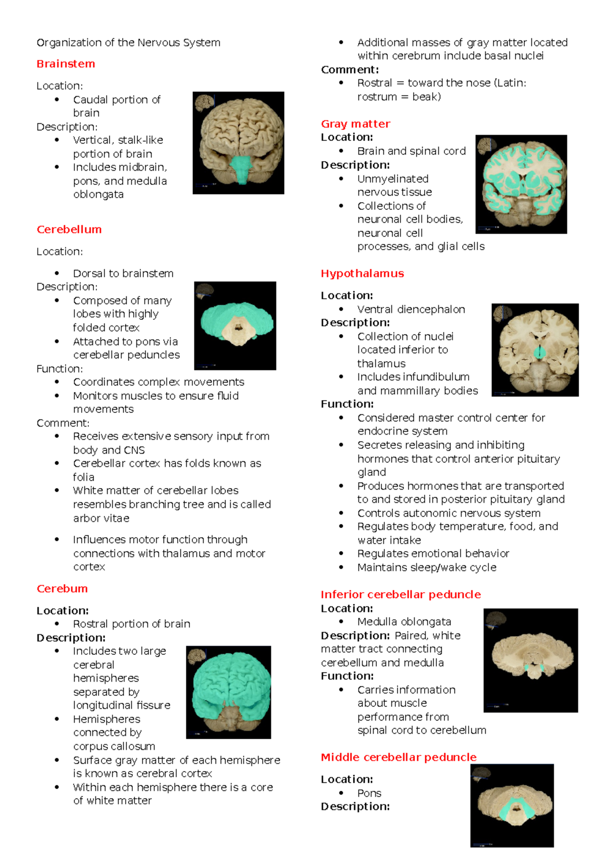 Organization of the Nervous System - Organization of the Nervous System ...