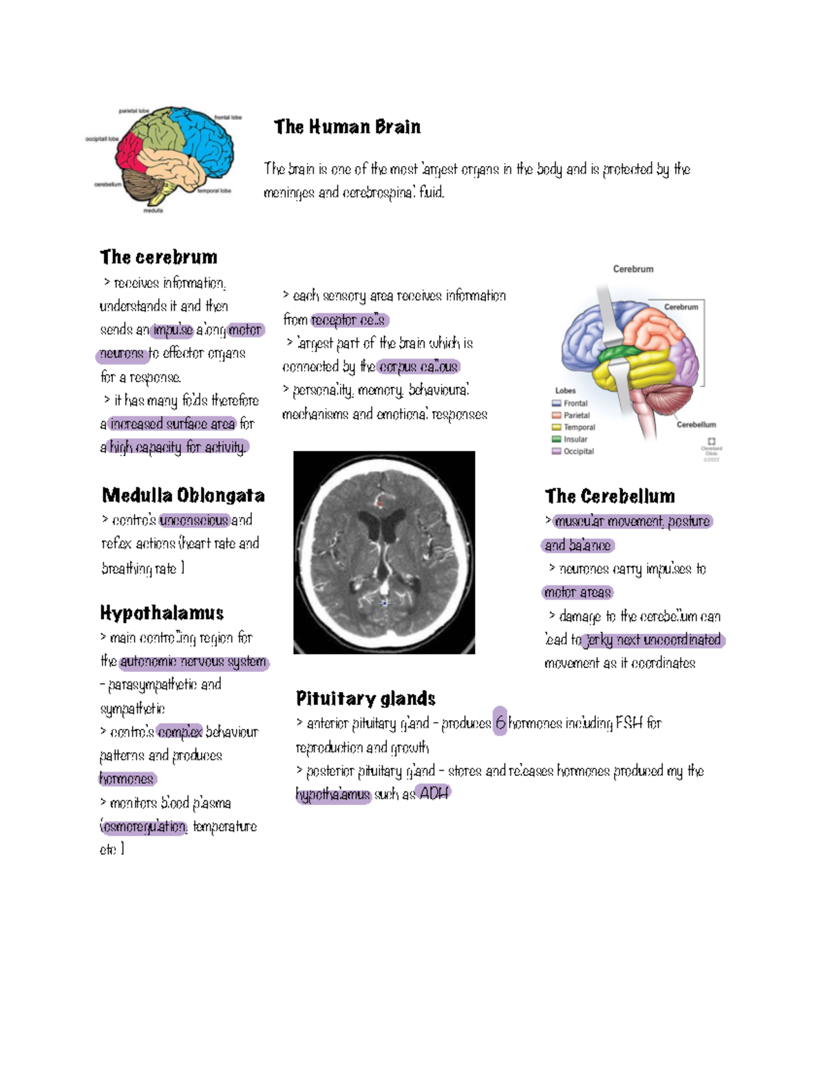 5.5.9 The Human Brain - The Human Brain The brain is one of the most ...