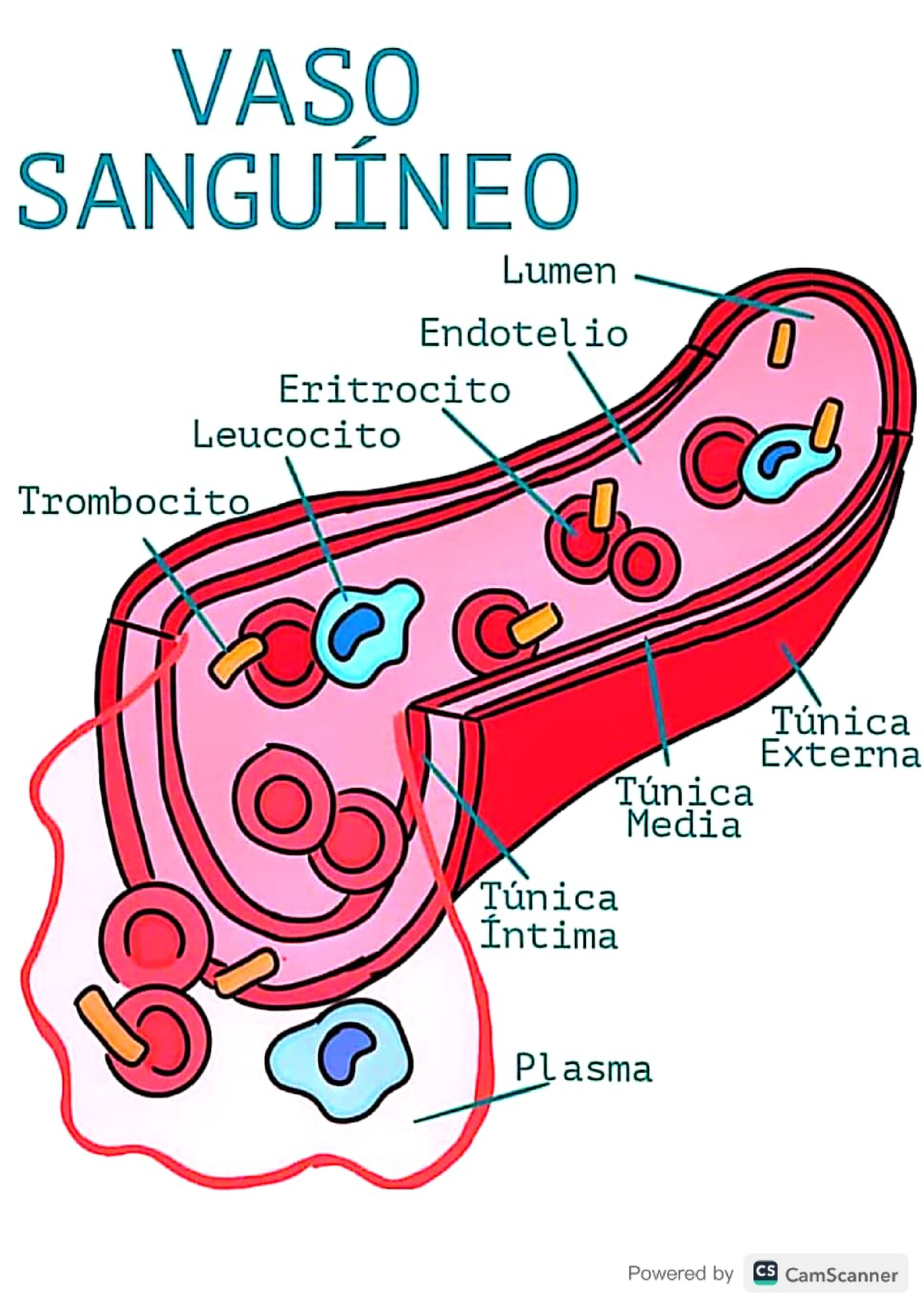 Vasos Sanguineos Miembro S Perior Morfologia Studocu