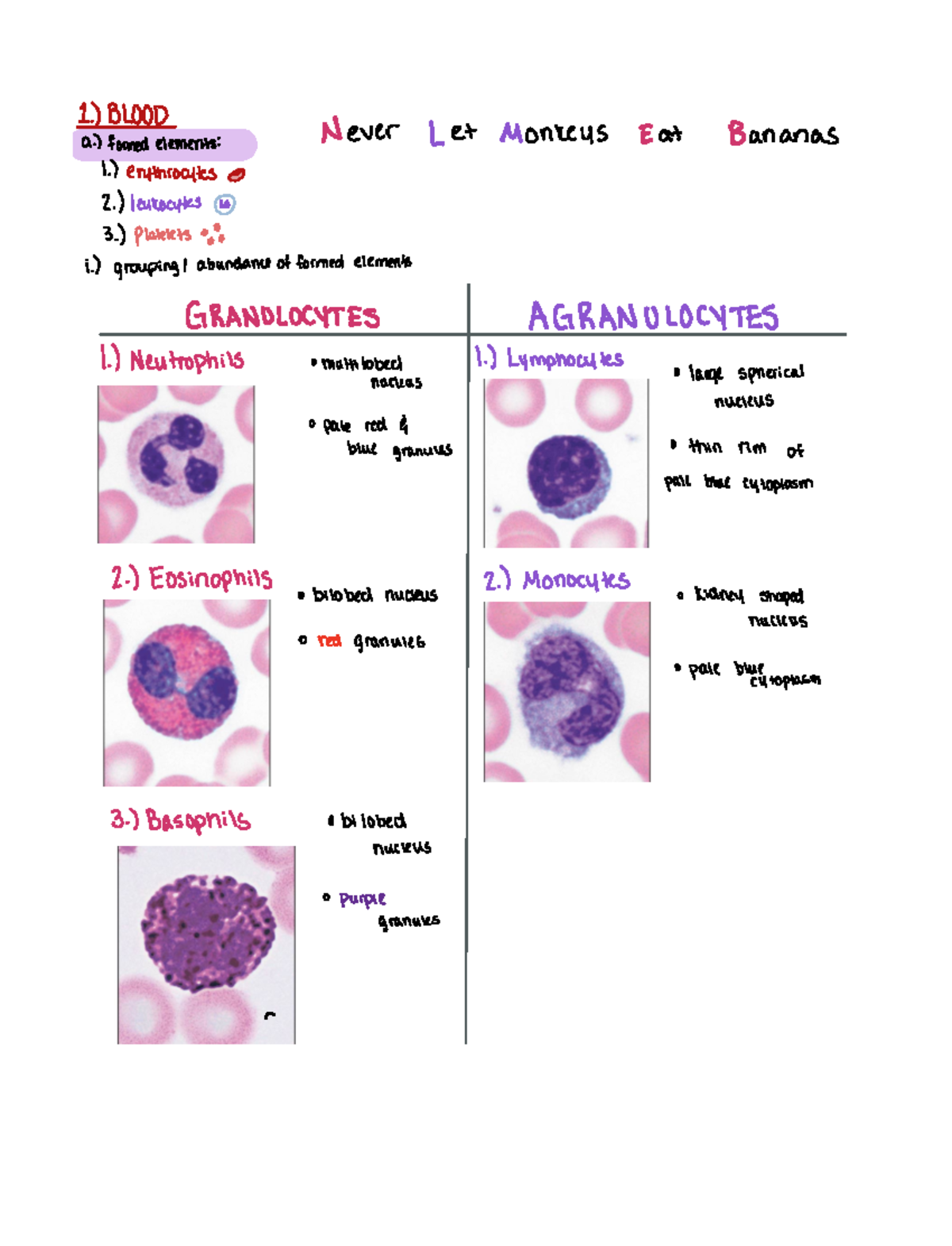 Anatomy Objectives t d0le emens Never Let Monkeys Eat Bananas 1 erythrocytes or 2 leukocytes 3