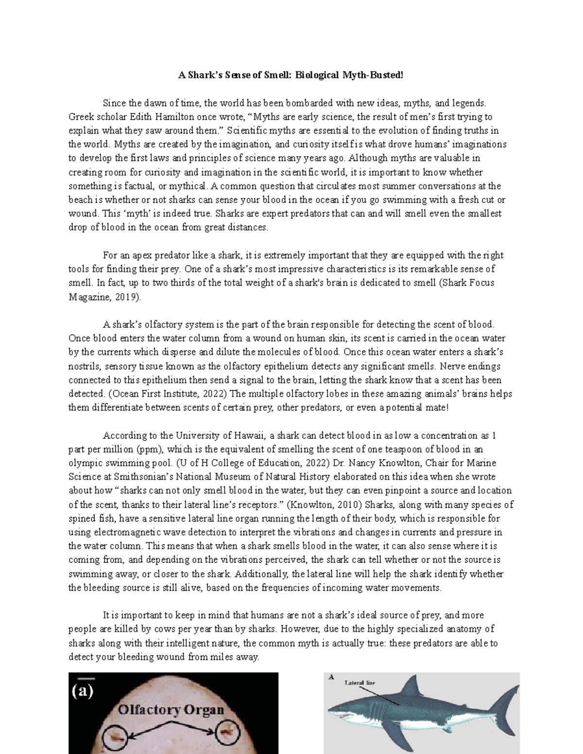 sharks smell of smelling - A Shark’s Sense of Smell: Biological Myth