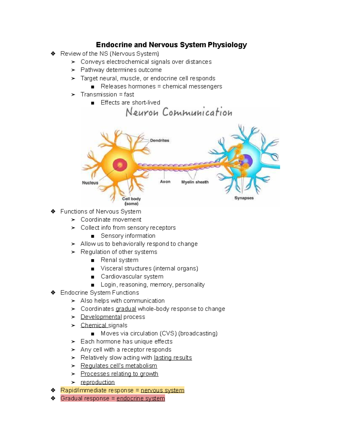 Endocrine System Lecture Notes Endocrine And Nervous System Physiology Review Of The Ns 