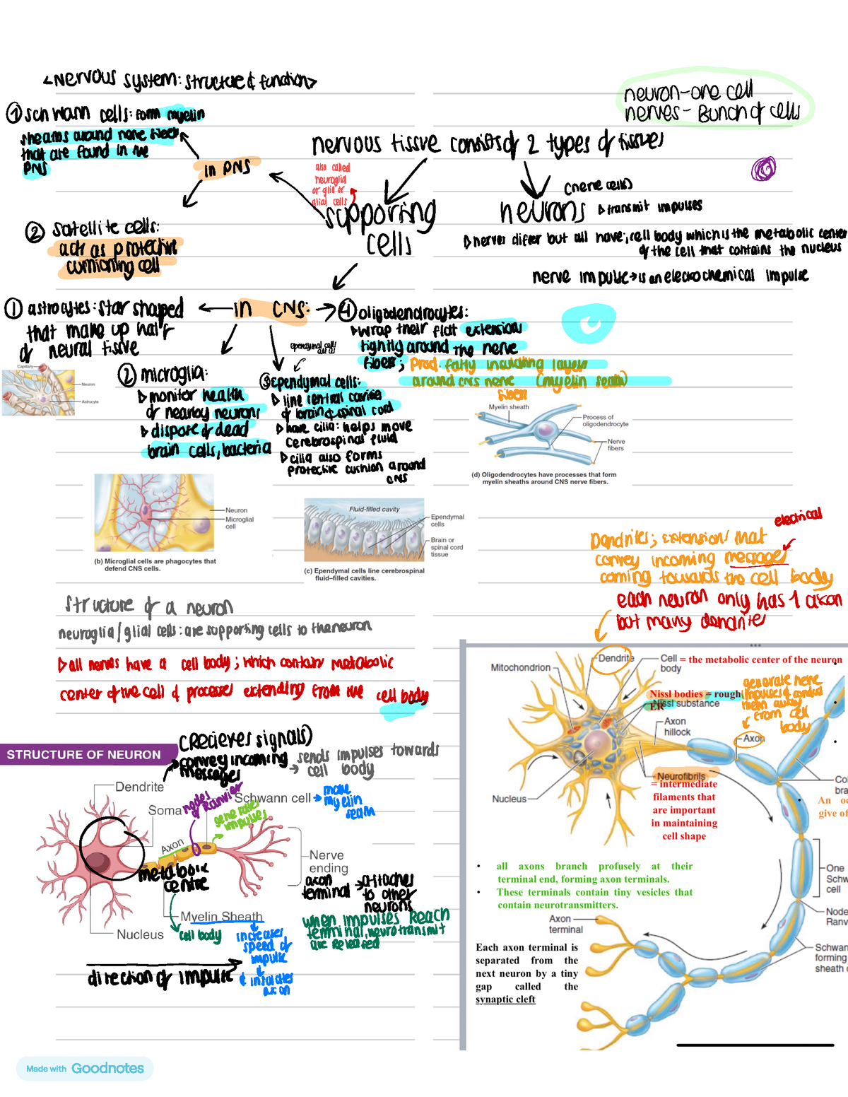 Anatomy 2 - Note - Nervous system : structured function- neuron-one ...