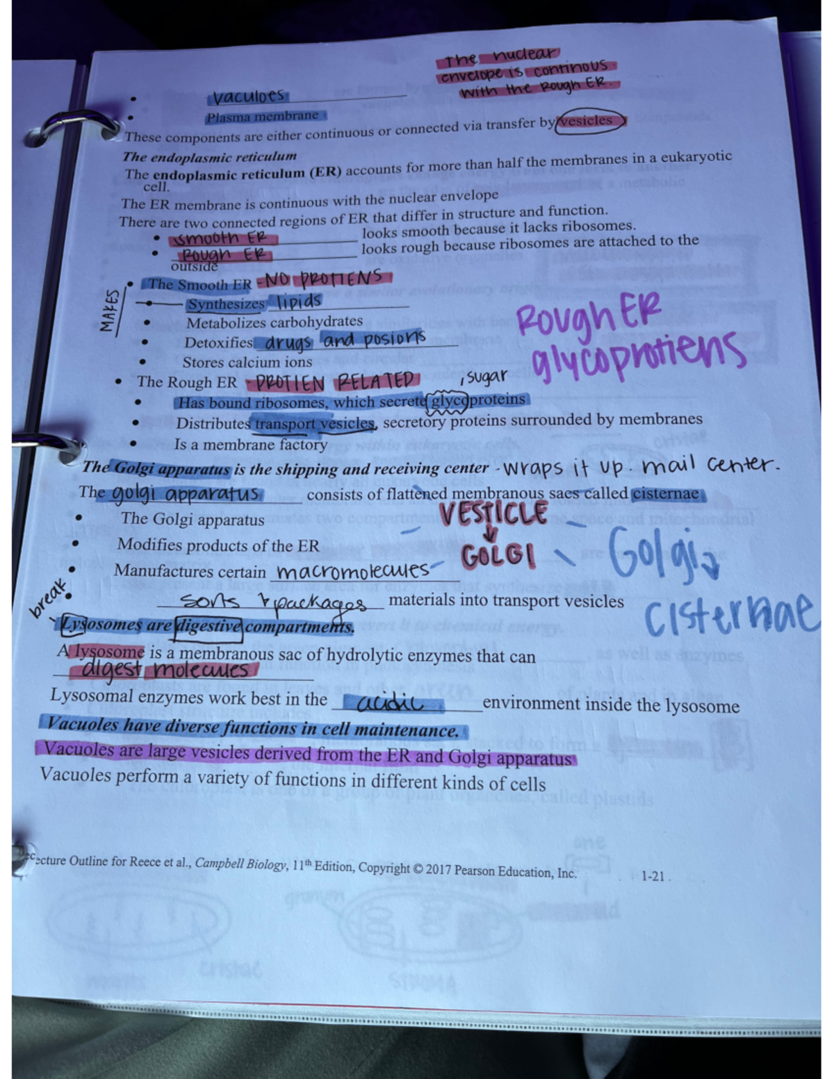 17 - biology lecture notes - BIO1134 - Studocu