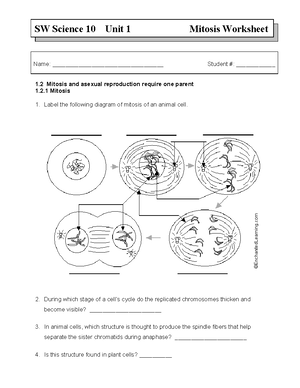 Mitosis wk w ans lalalalalalala - SW Science 10 Unit 1 Mitosis Worksheet Name: - Studocu mitosis-wk-w-ans-lalalalalalala-sw-science-10-unit-1-mitosis-worksheet-name-studocu