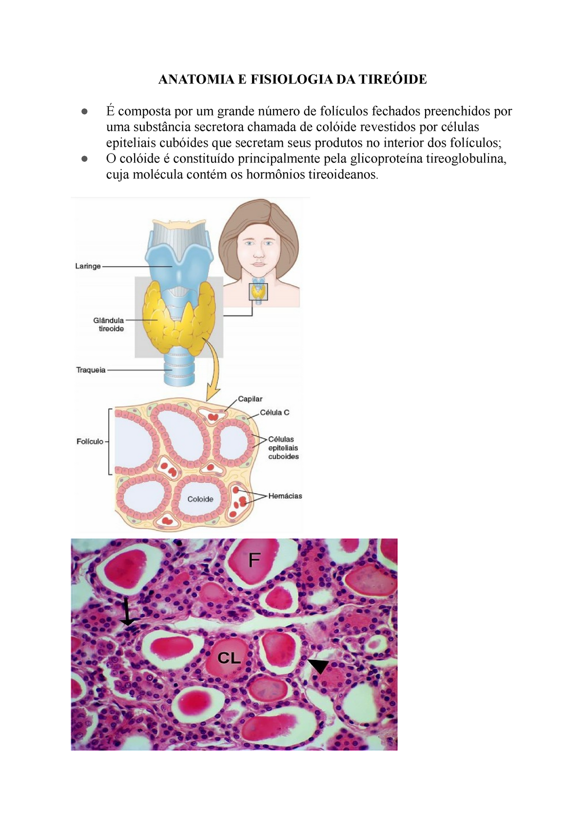 Resumo Fisiologia Da Tireoide A Partir De Guyton E Hall 13 Ed