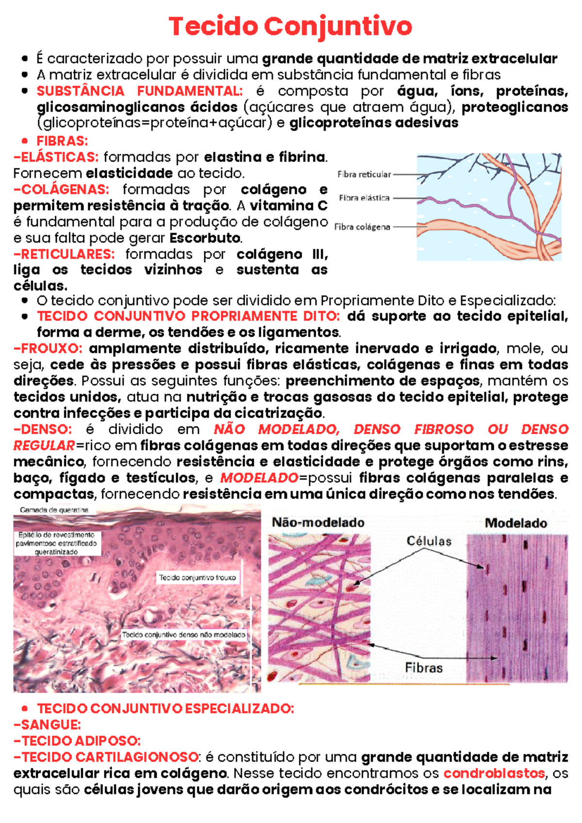 Tecido Conjuntivo - Resumo Histologia Animal - É caracterizado por ...