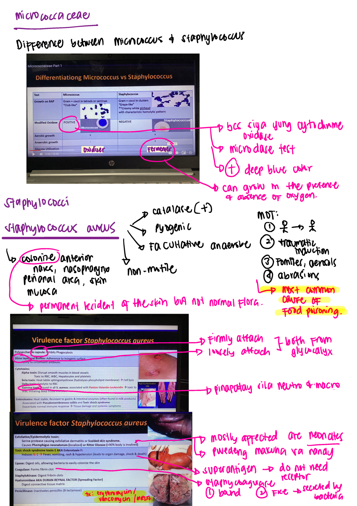 strep-staph-and-entero-micrococcaceae-difference-between-micrococcus