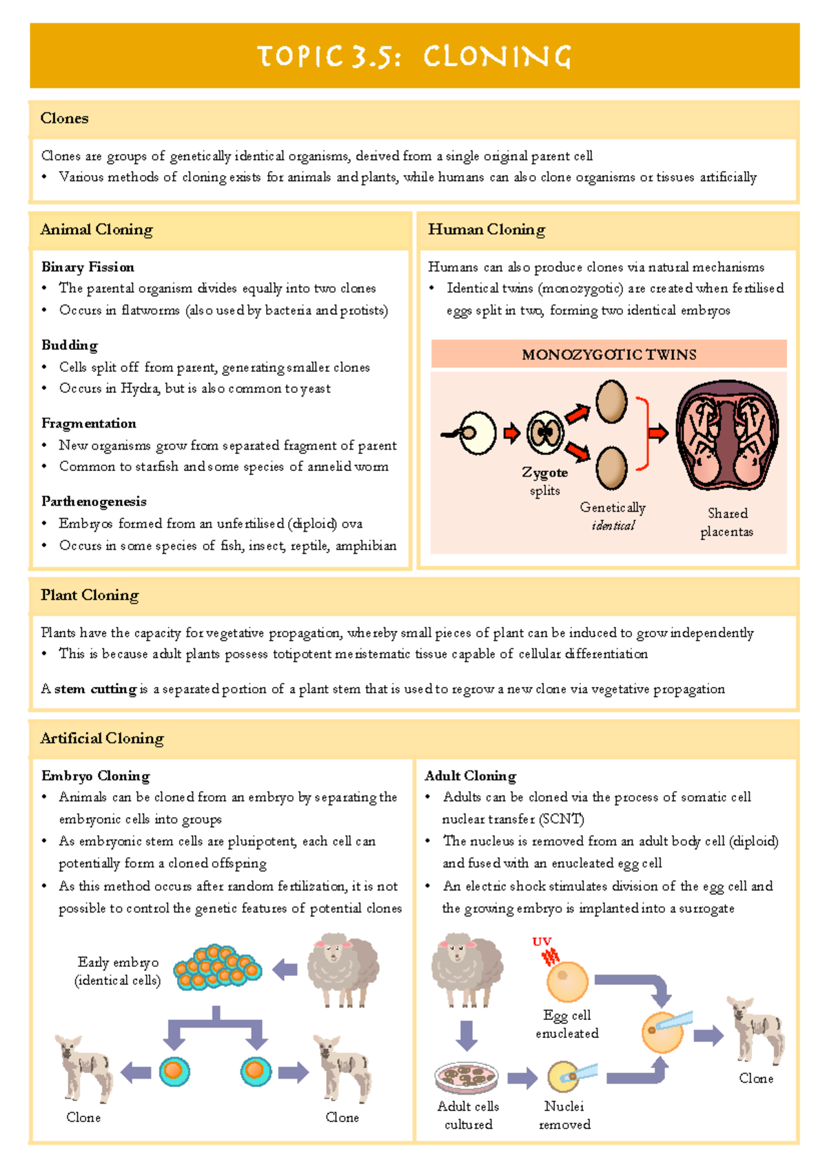 3.5 Cloning BioNinja Summary Sheet Human Cloning Humans can also