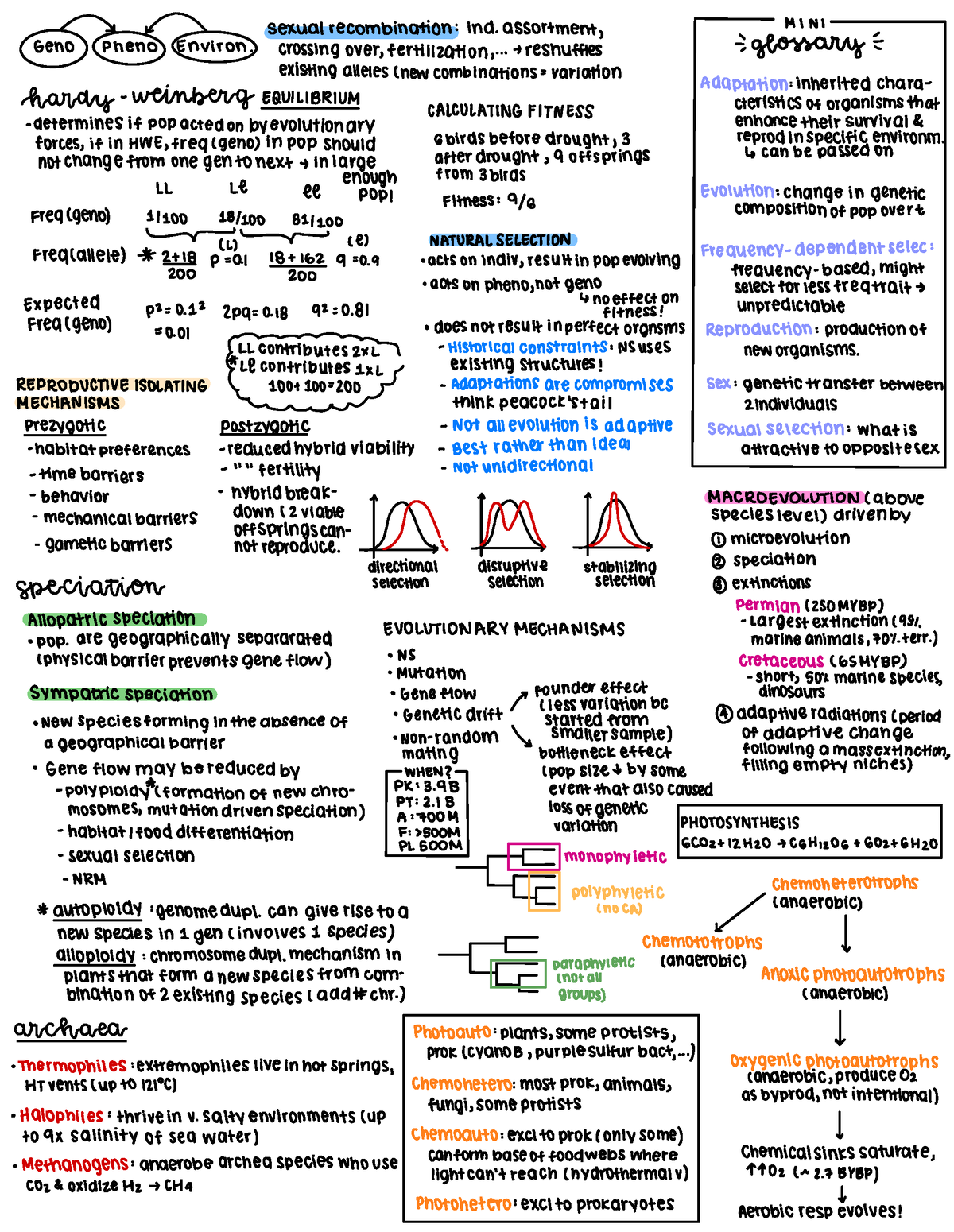 BIOL 226 — Cheat Sheet Midterm - sexual recombination: ind assortment ...