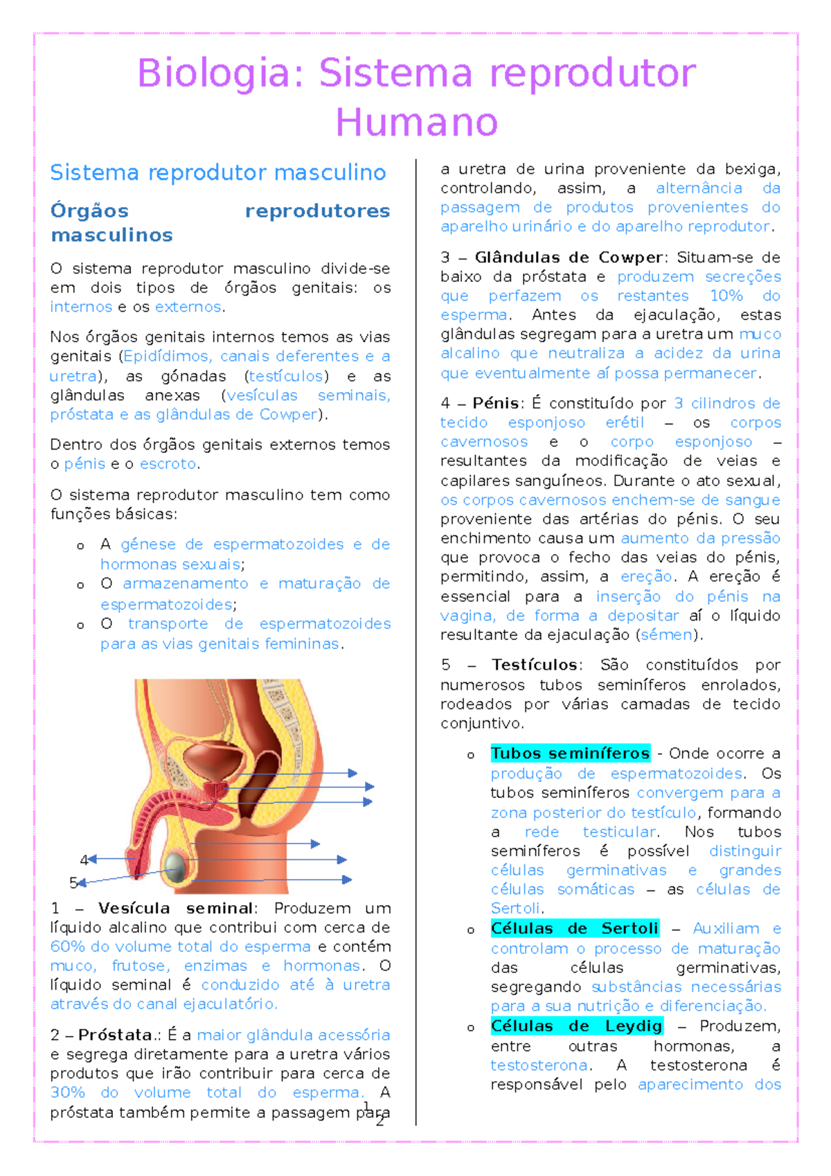 Biologia De 12º Ano Sistema Reprodutor Humano Biologia Sistema Reprodutor Humano Sistema 9481