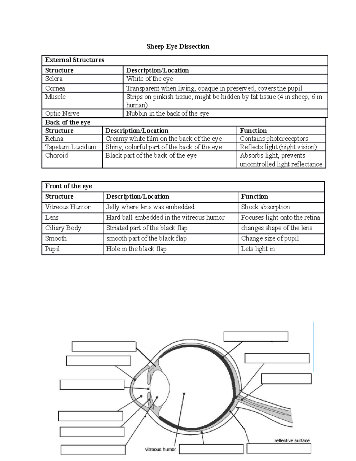 Sheep Eye Dissection Study Guide With Answers Sheep Eye Dissection