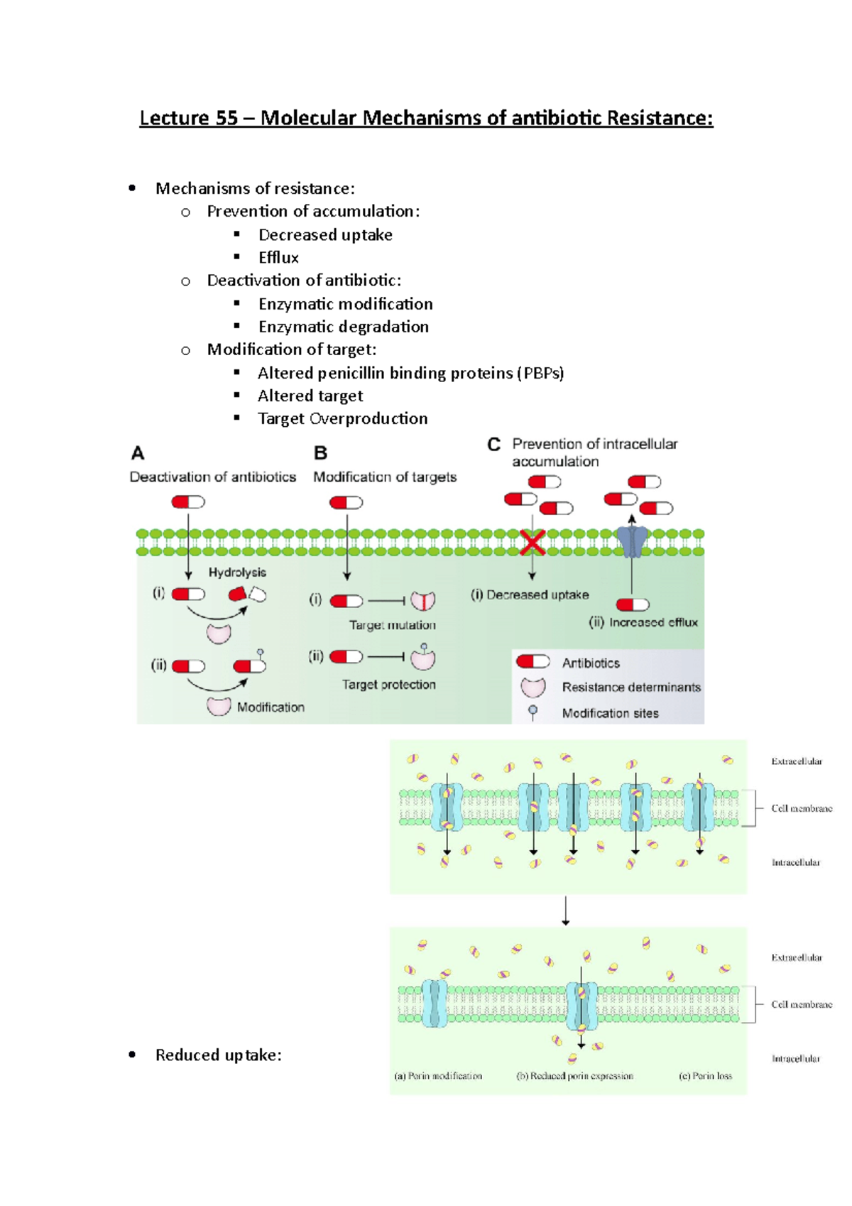 Lecture 55 – Molecular Mechanisms Of Antibiotic Resistance - Lecture 55 ...