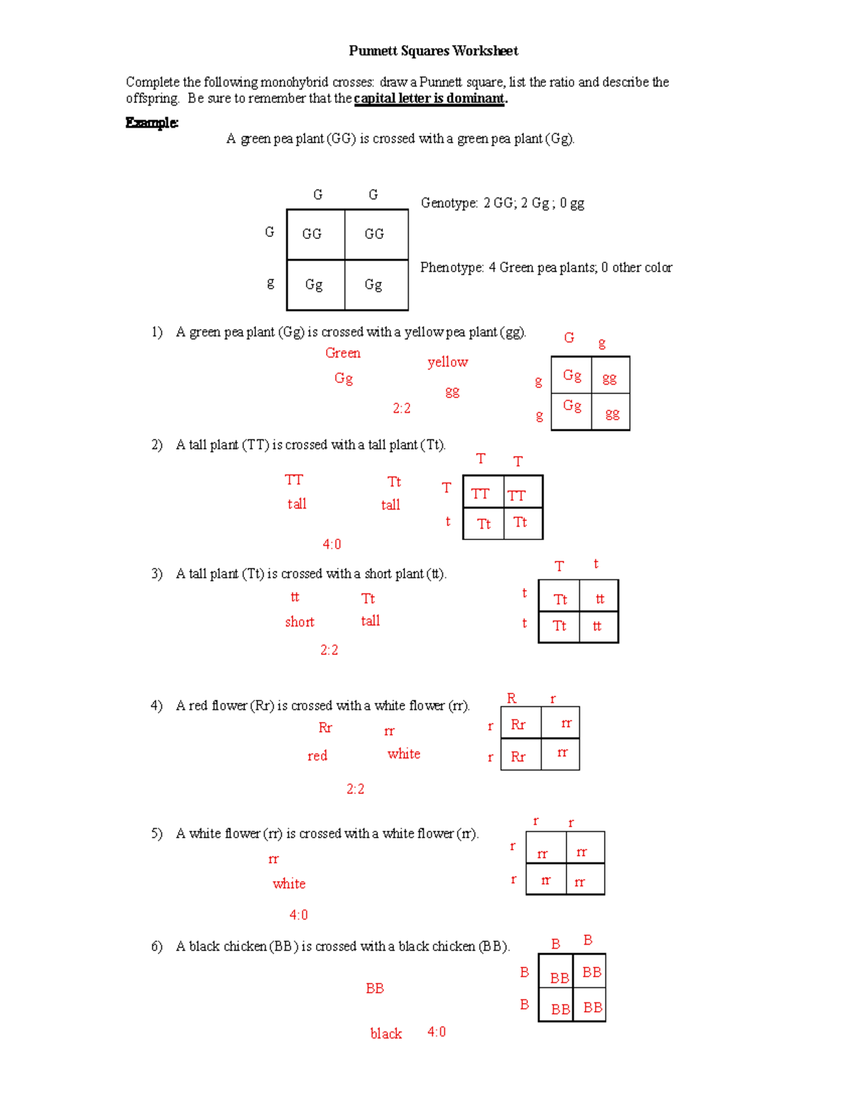 Monohybrid Cross Worksheet Answers