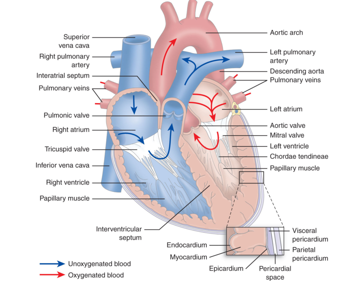 Heart diagram - MK Aortic arch Superior vena cava Left pulmonary Right ...