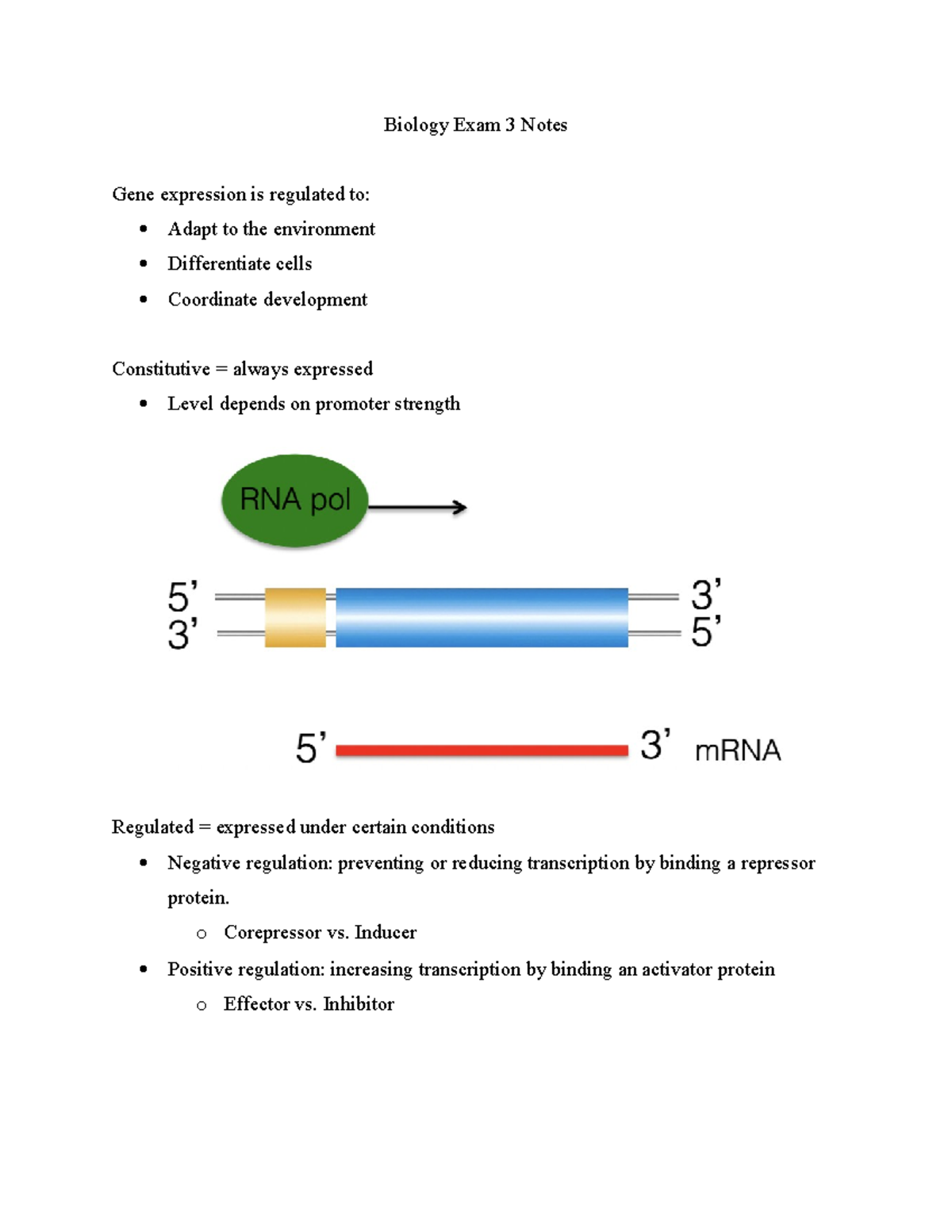 Biology Exam 3 Notes - Biology Exam 3 Notes Gene expression is ...