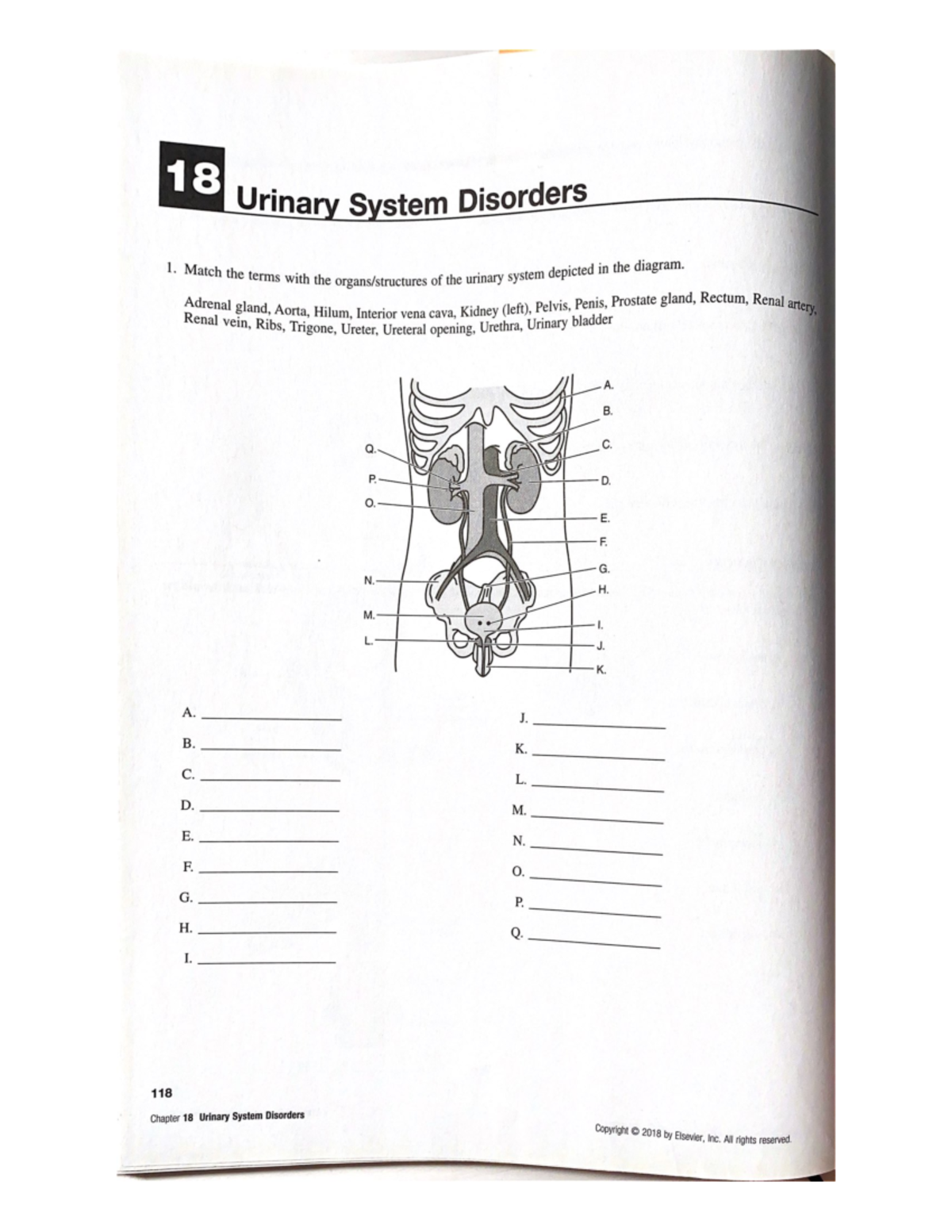 18 Urinary System Disorders questions - NURS1420P - Studocu