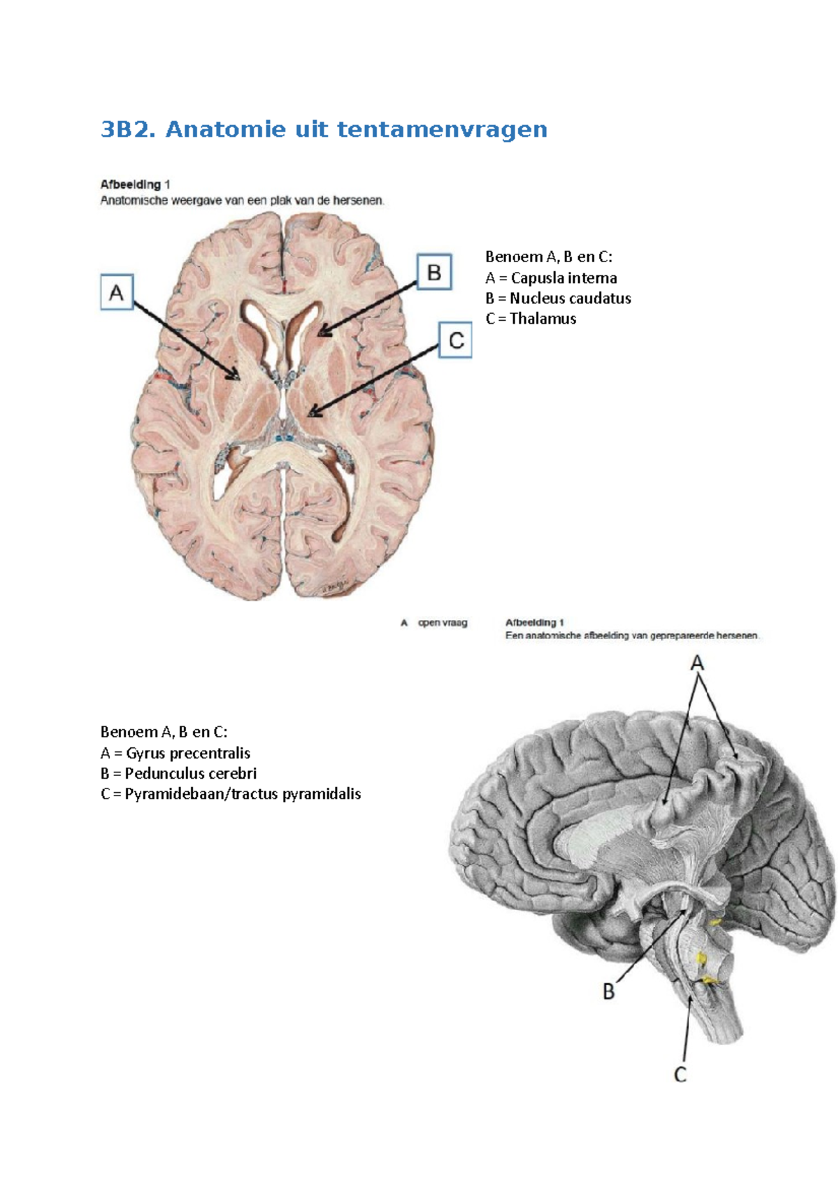 3B2 Anatomie Tentamens - 3B2. Anatomie Uit Tentamenvragen Benoem A, B ...