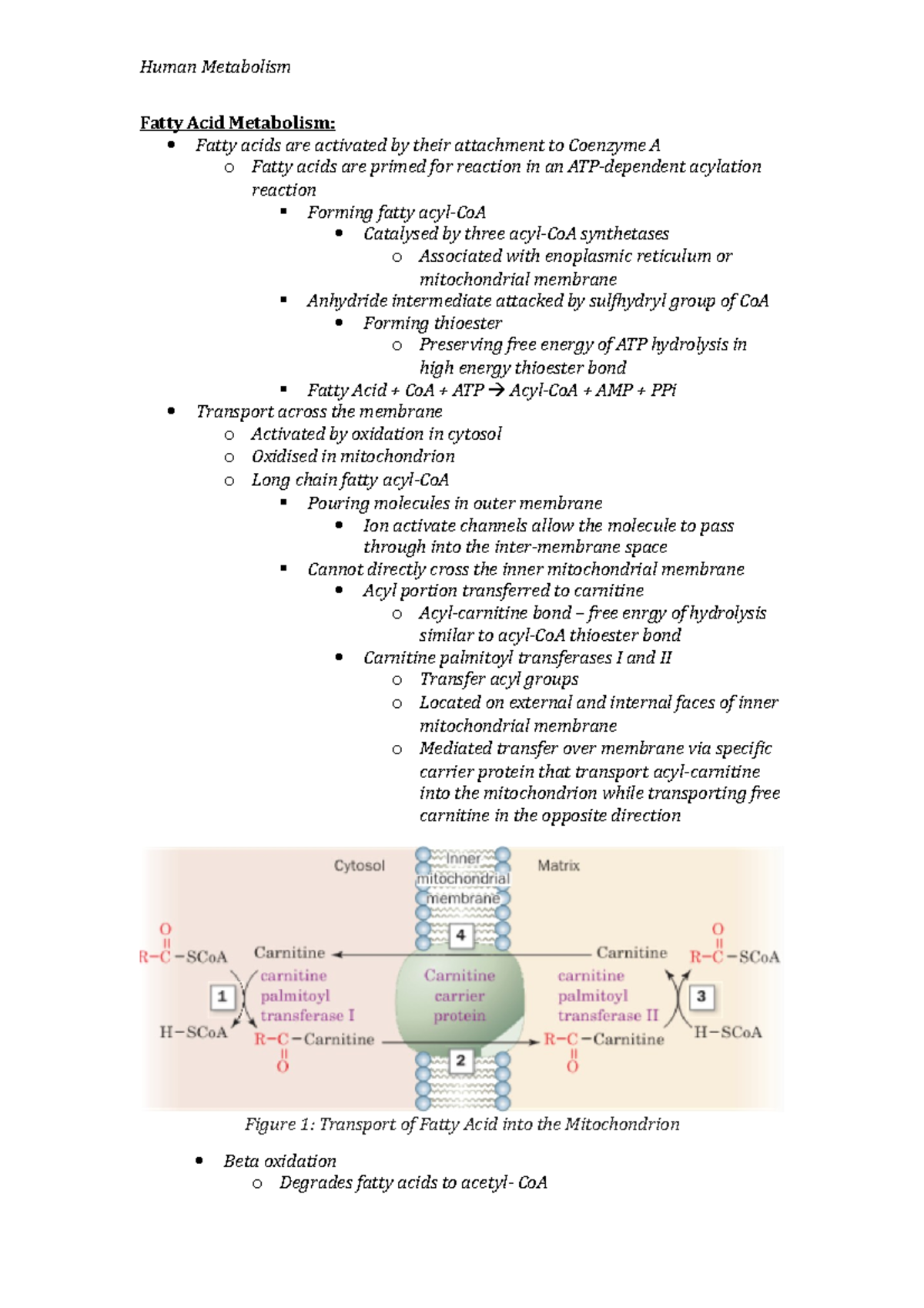 Fatty Acid Metabolism Lecture Notes - Fatty Acid Metabolism: Fatty ...