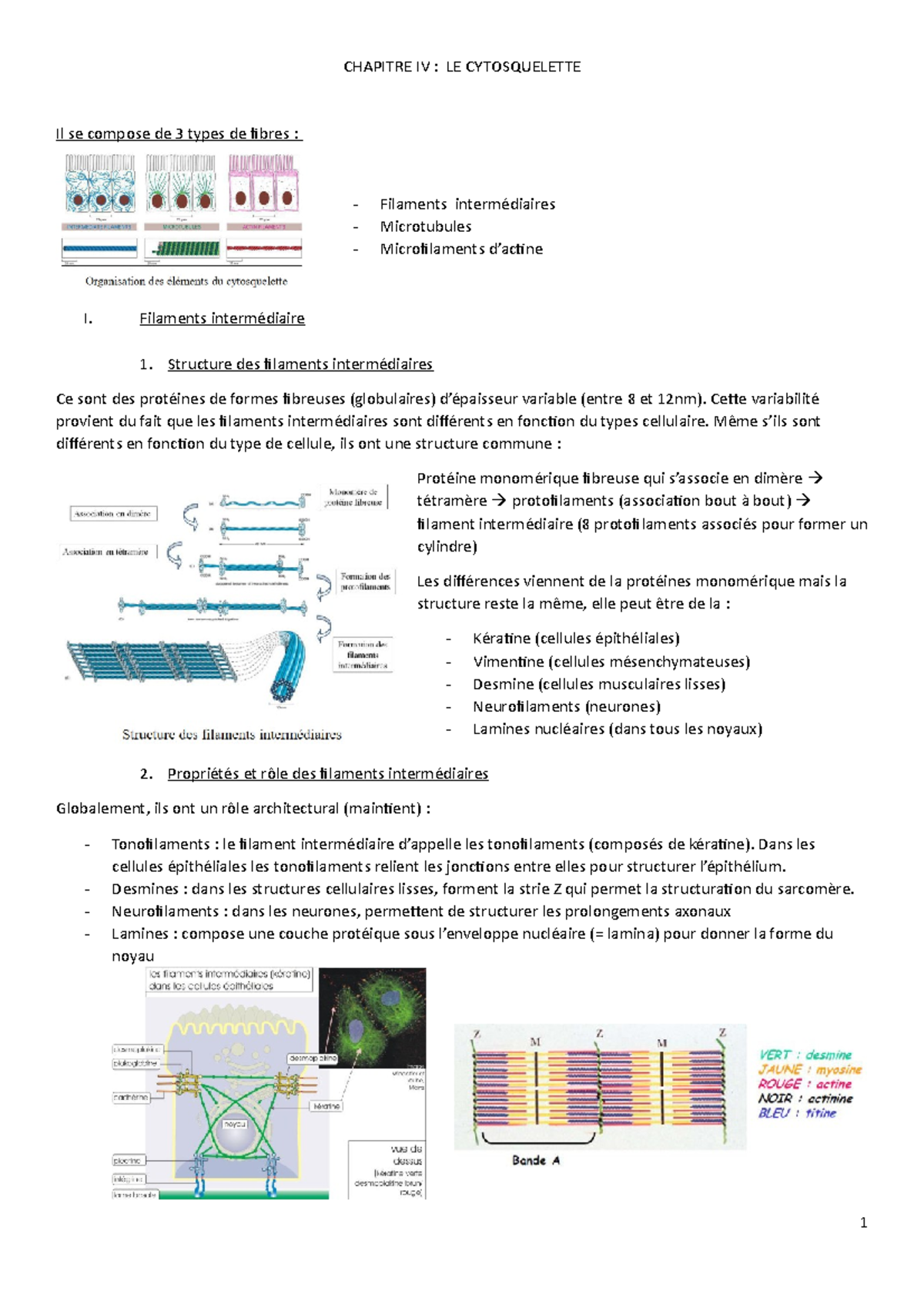 Le Cytosquelette - CHAPITRE IV : LE CYTOSQUELETTE Il Se Compose De 3 ...