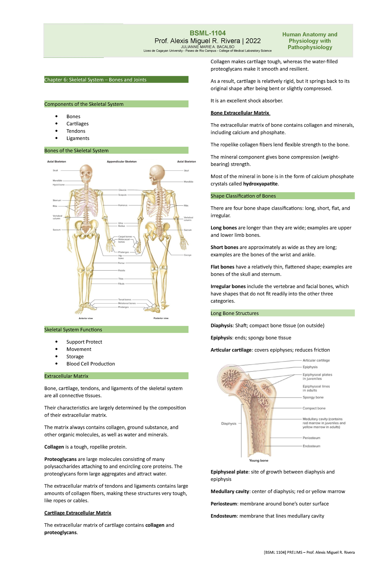 Anaphy Chapter 6 Transes - Chapter 6: Skeletal System – Bones And ...