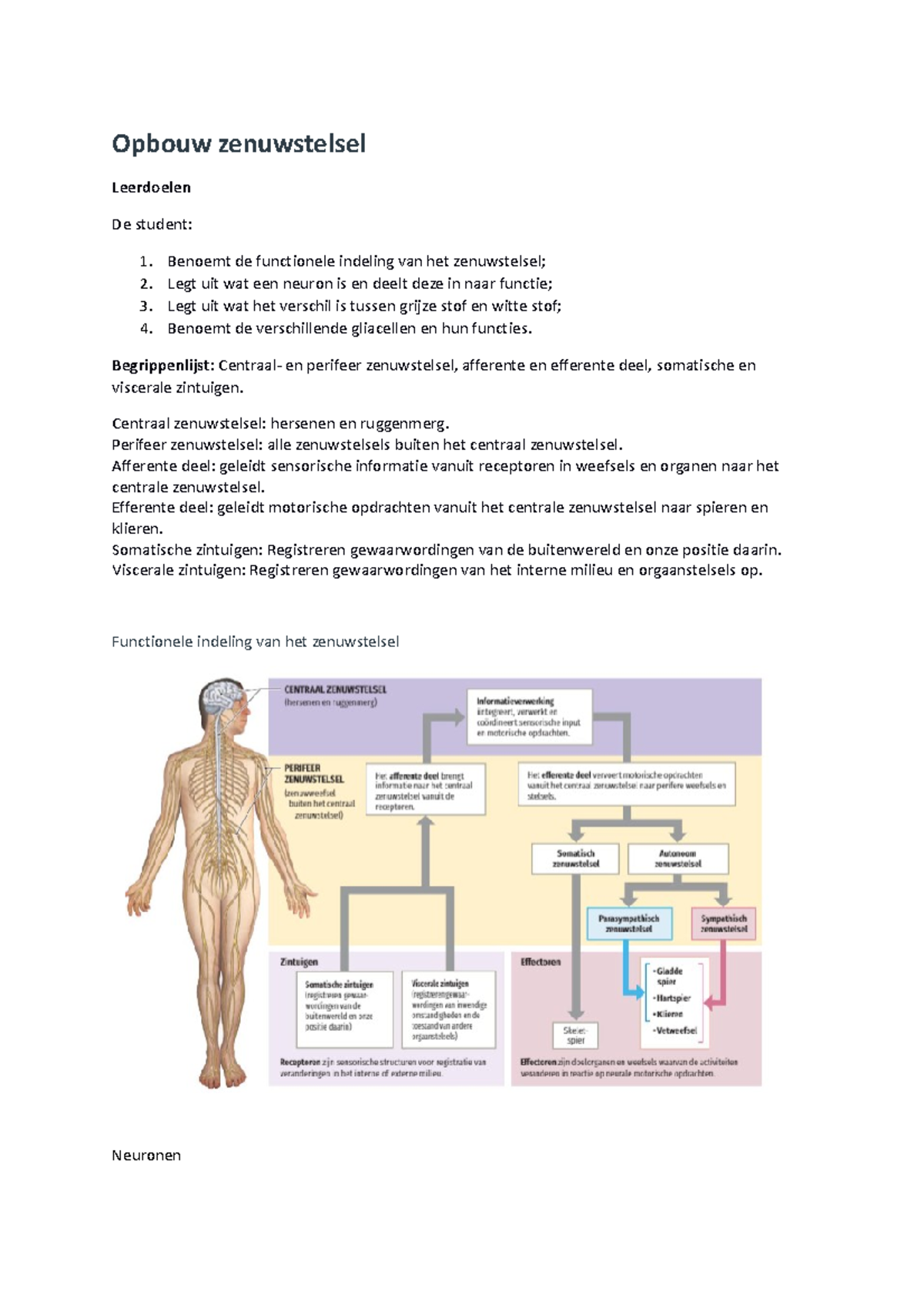 AFP 4 Opbouw Zenuwstelsel - Opbouw Zenuwstelsel Leerdoelen De Student ...