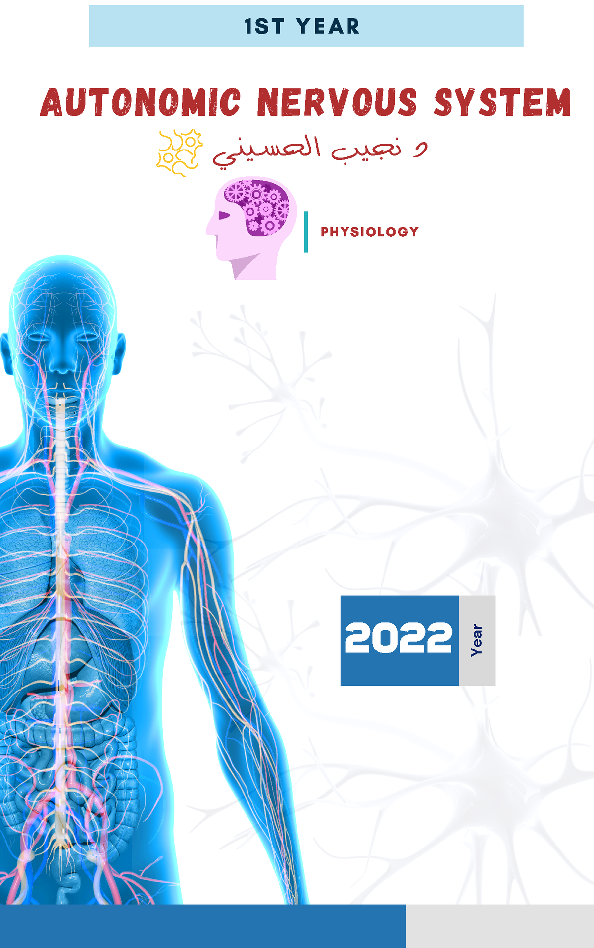 Autonomic Nervous System Physiology Studocu