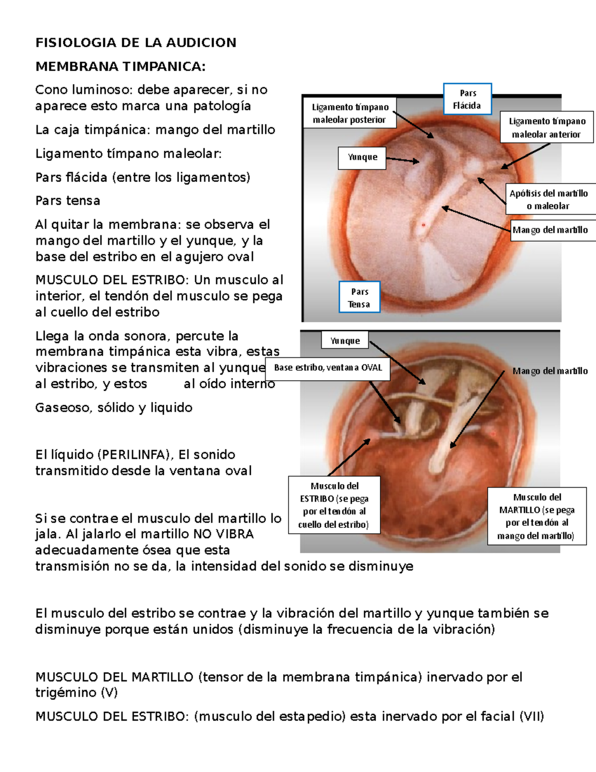 Fisiologia DE LA Audicion FISIOLOGIA DE LA AUDICION MEMBRANA
